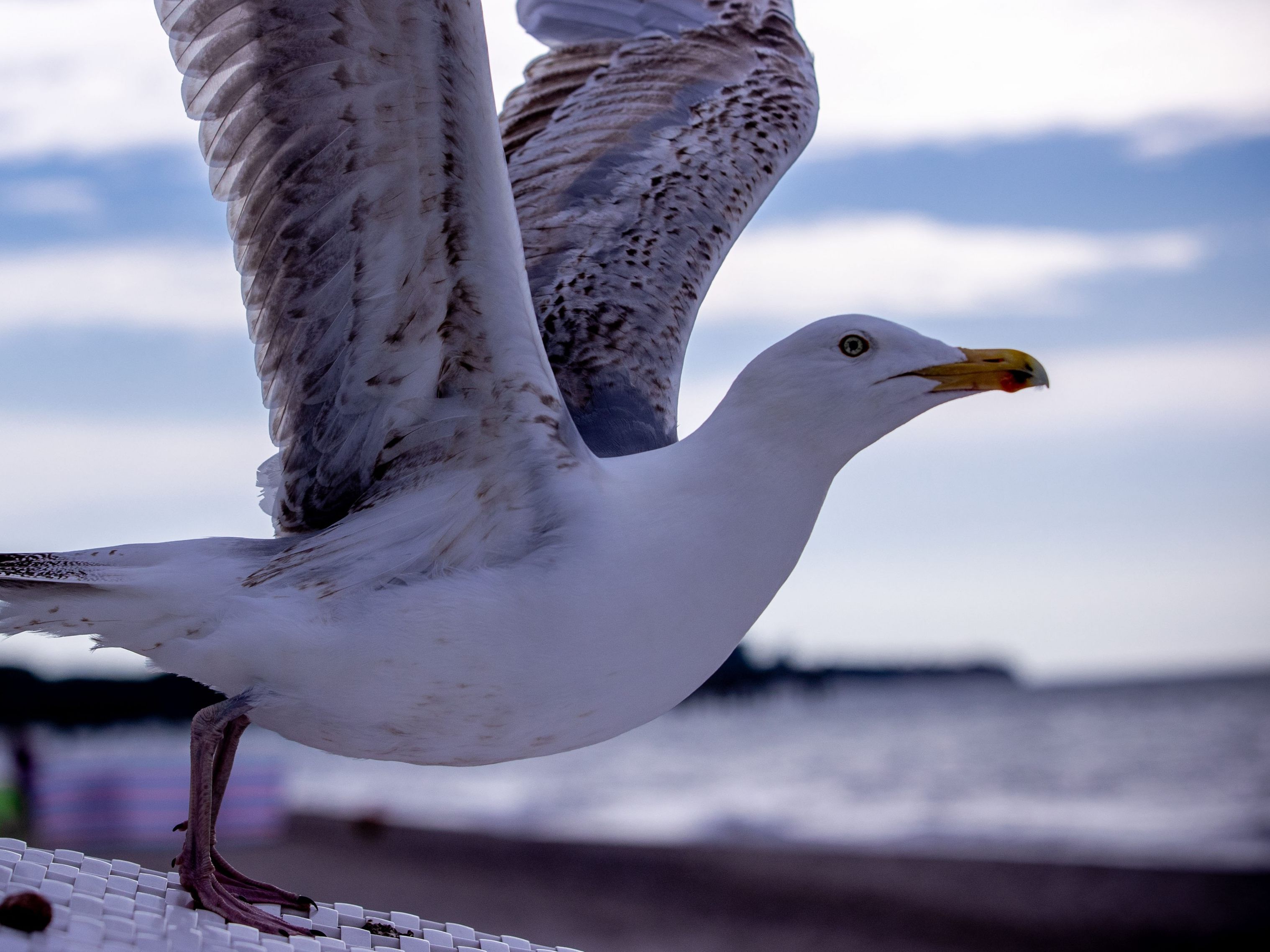 Möwen gelten als äußerst intelligente Vögel.