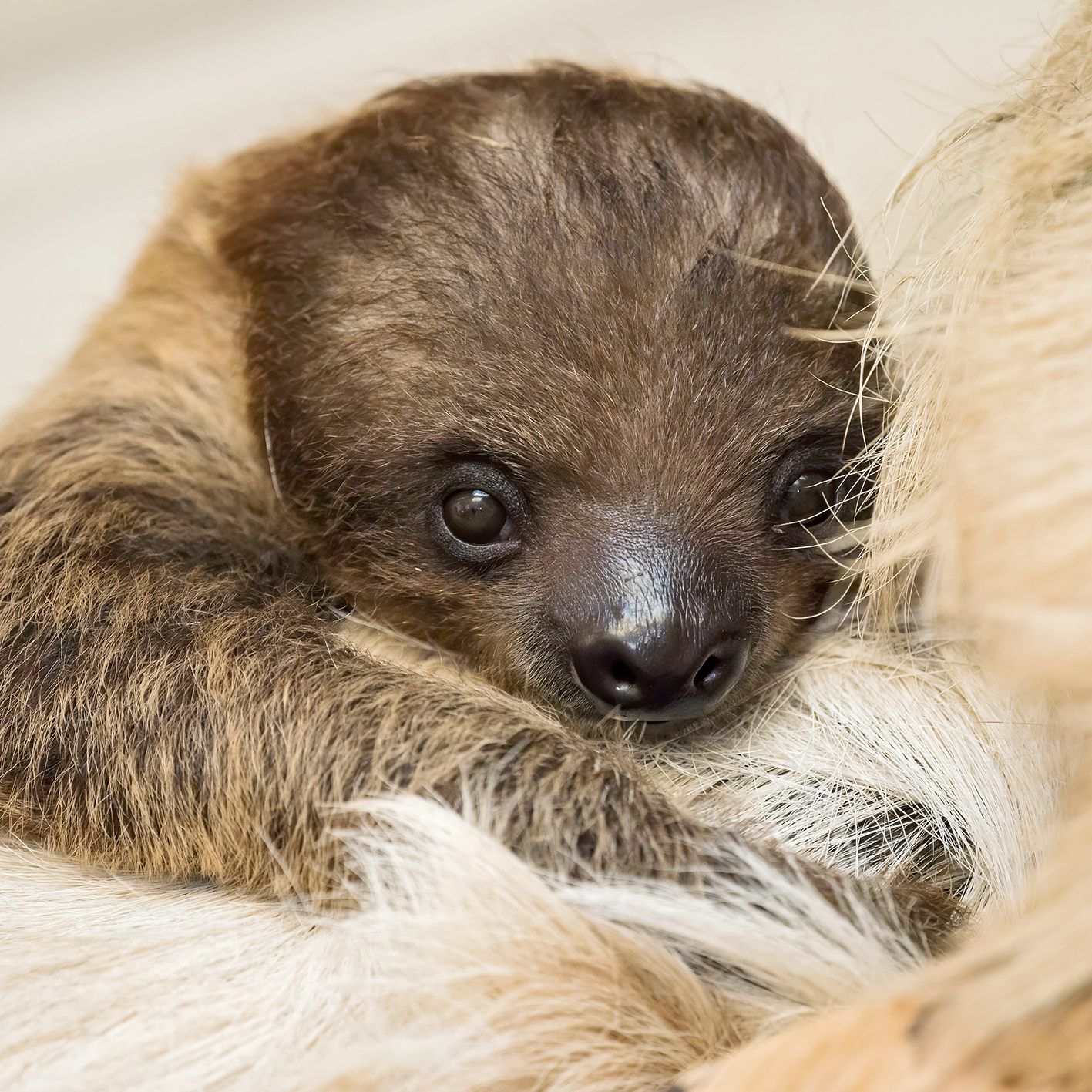 "Pauline" ist schon sieben Monate alt und Zoobesuchern noch immer nicht begegnet.