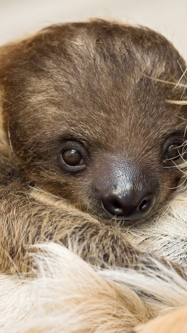 "Pauline" ist schon sieben Monate alt und Zoobesuchern noch immer nicht begegnet.
