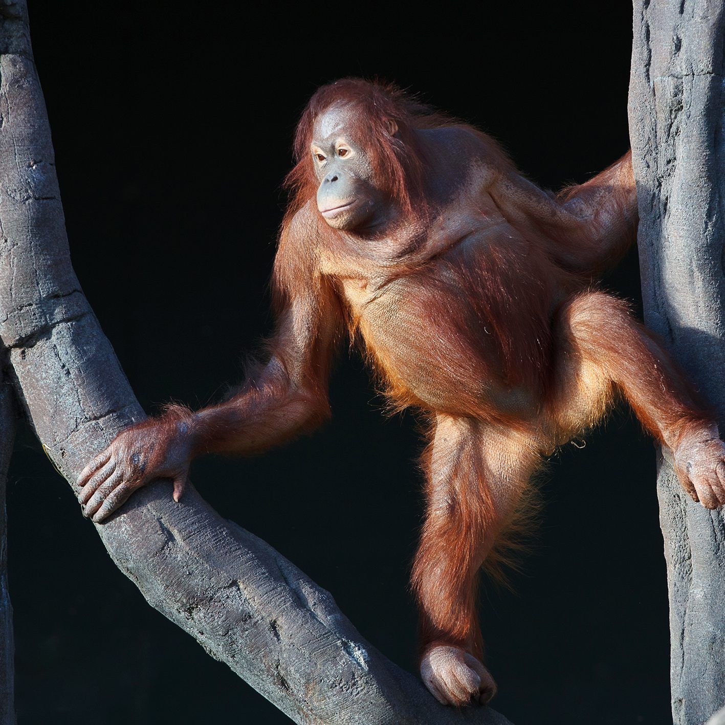 Orang Utan-Dame Sari in ihrem ehemaligen Zuhause im Zoo in Dublin