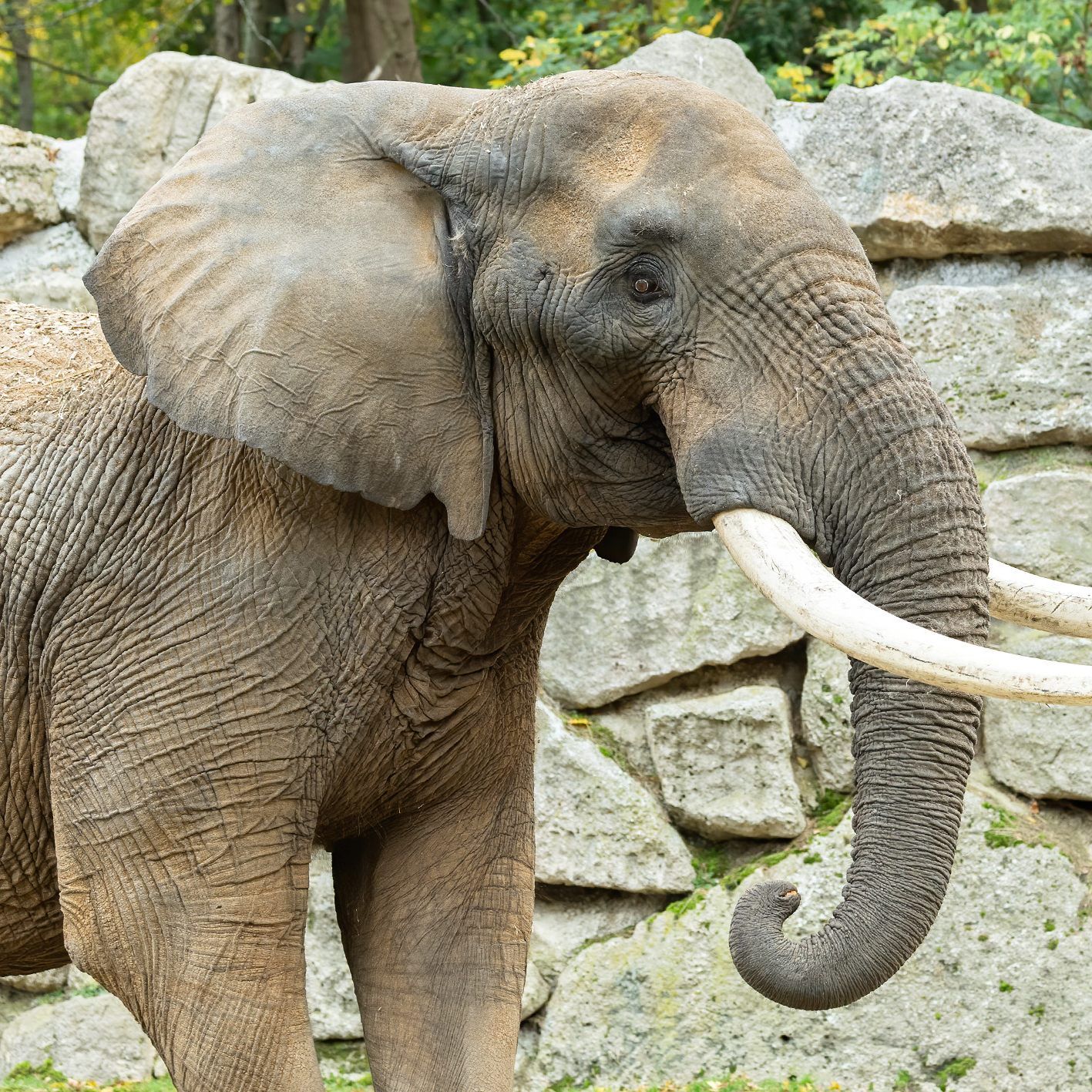 Tembo ist der Neuzugang bei den Elefanten im Tiergarten Schönbrunn