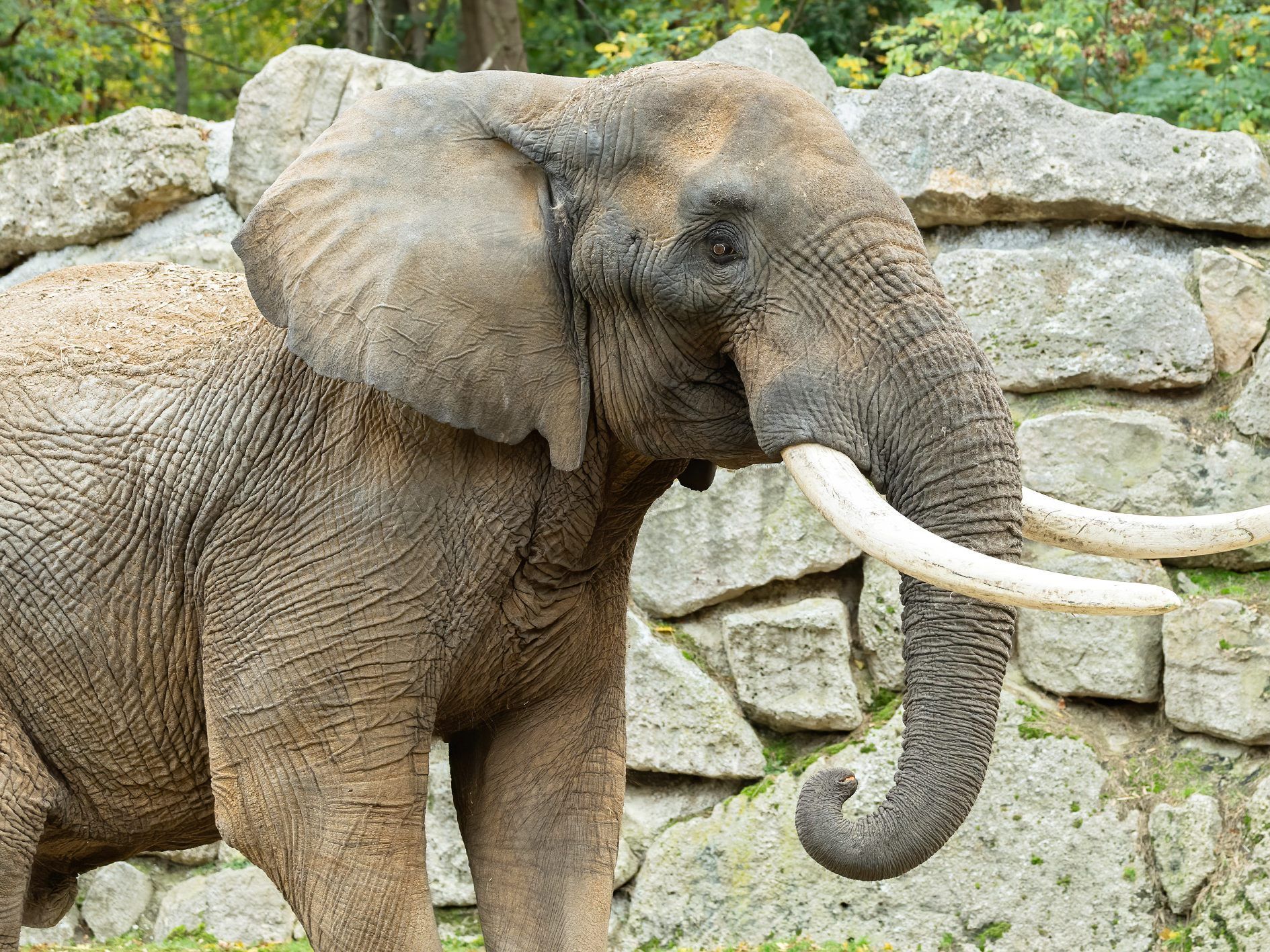 Tembo ist der Neuzugang bei den Elefanten im Tiergarten Schönbrunn Tembo ist der Neuzugang bei den Elefanten im Tiergarten Schönbrunn