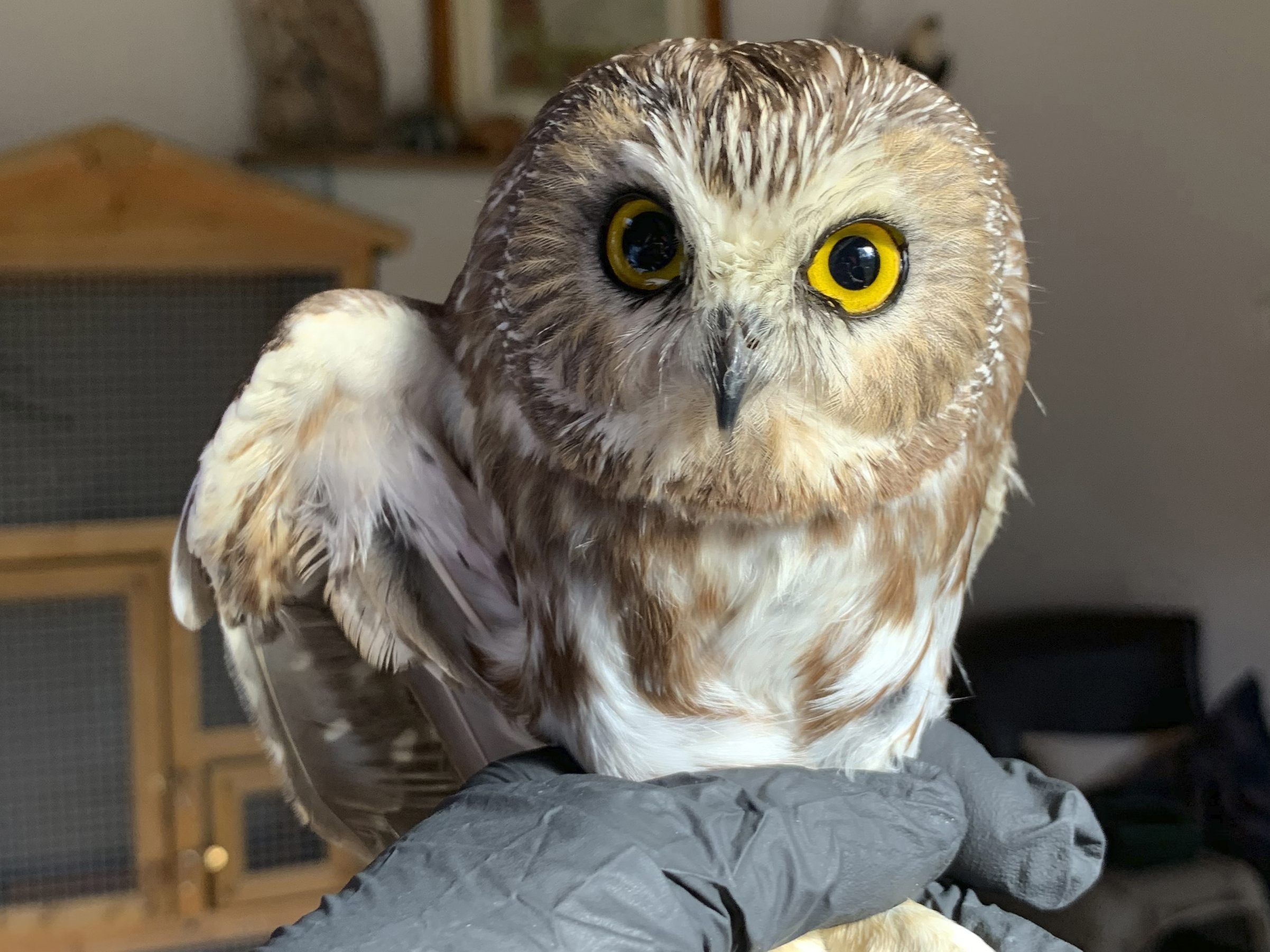 Rocky ist wieder zurück in der Wildnis.