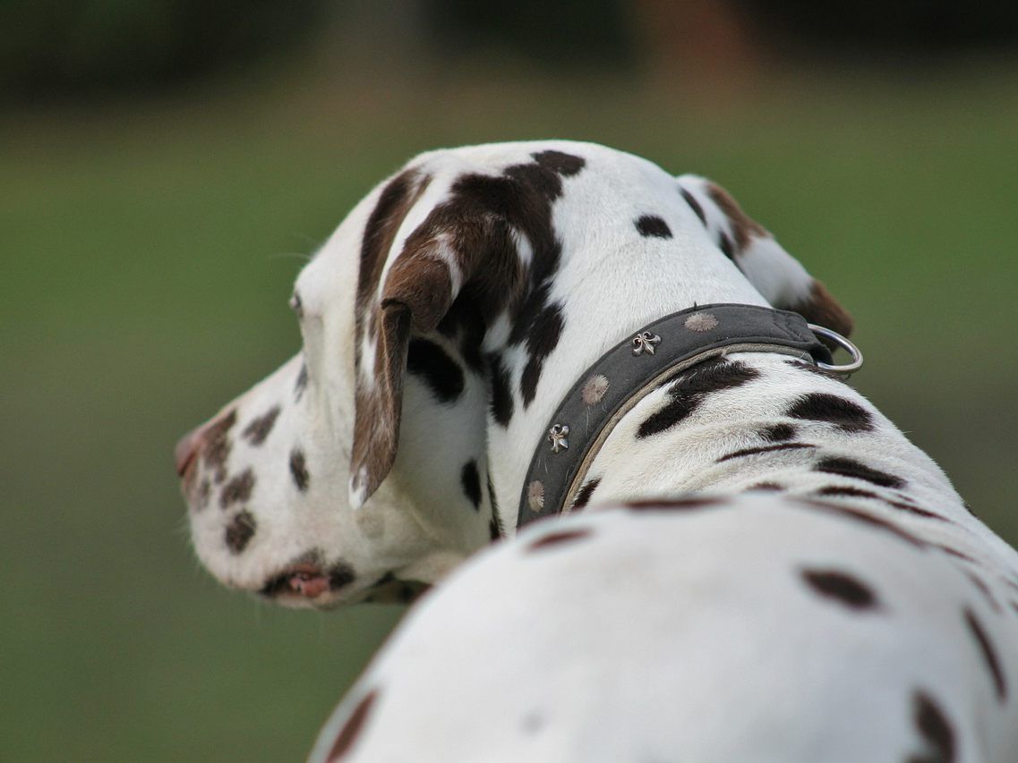 Hund soll Labradormischling attackiert und gebissen haben. Hund soll Labradormischling attackiert und gebissen haben.