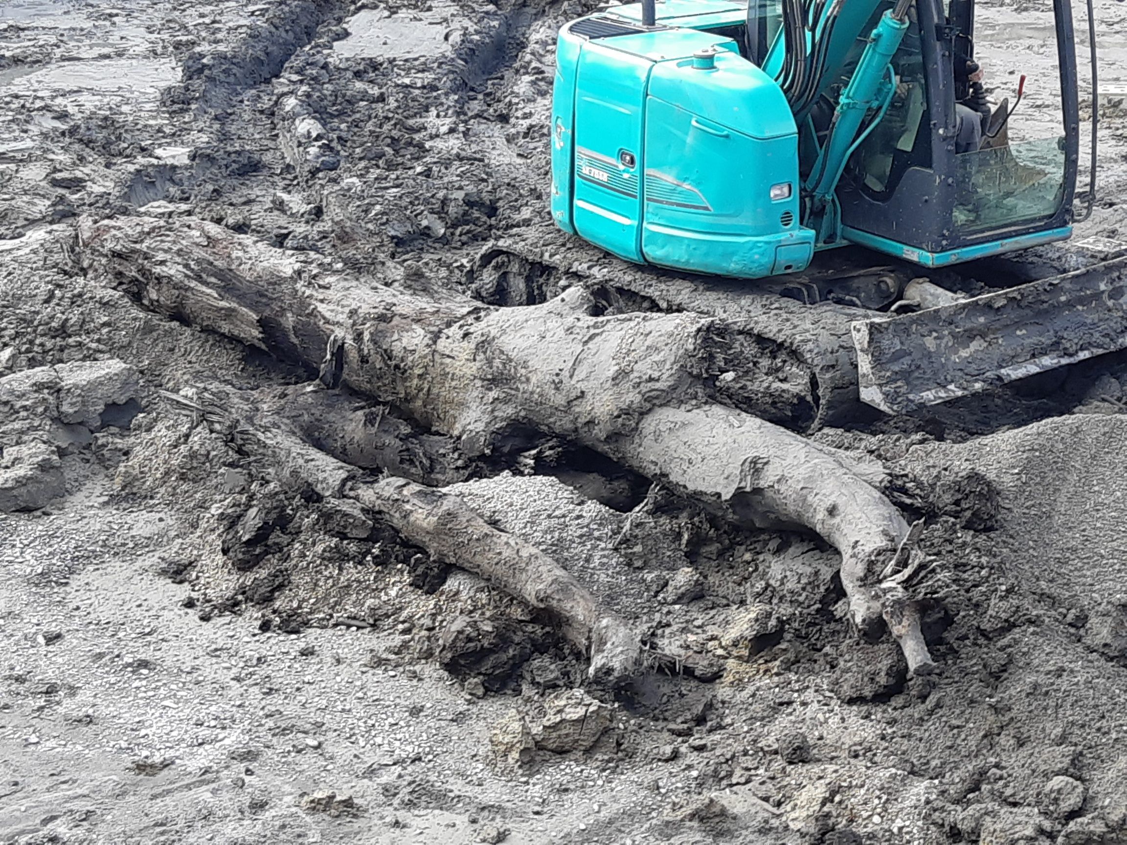 Die Mooreiche wurde bei Aushubarbeiten in der Mühlefeldstraße entdeckt. Die Mooreiche wurde bei Aushubarbeiten in der Mühlefeldstraße entdeckt.