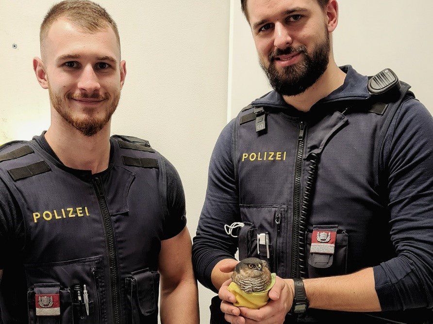 MA 49 übernahm Versorgung des Greifvogels MA 49 übernahm Versorgung des Greifvogels