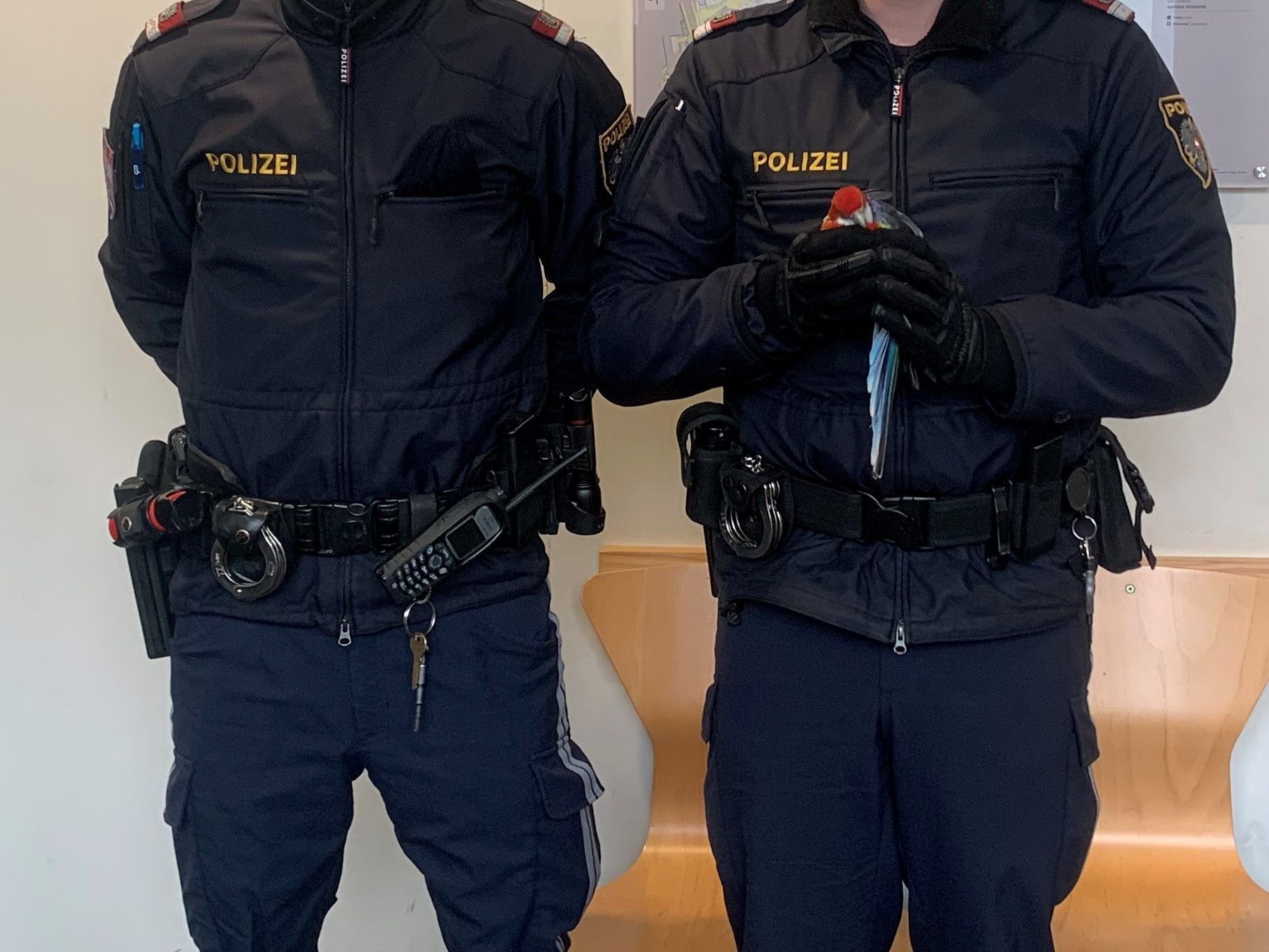 Inspektor Matthias G. und Revierinspektor Patrick M. finden den erschöpften Papagei ein. Inspektor Matthias G. und Revierinspektor Patrick M. finden den erschöpften Papagei ein.