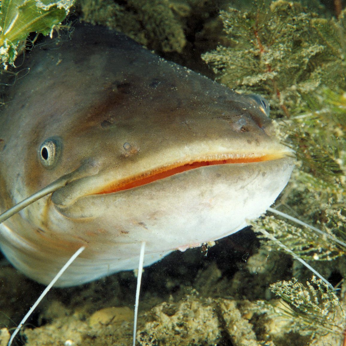 Der Wels war 2018 "Fisch des Jahres".
