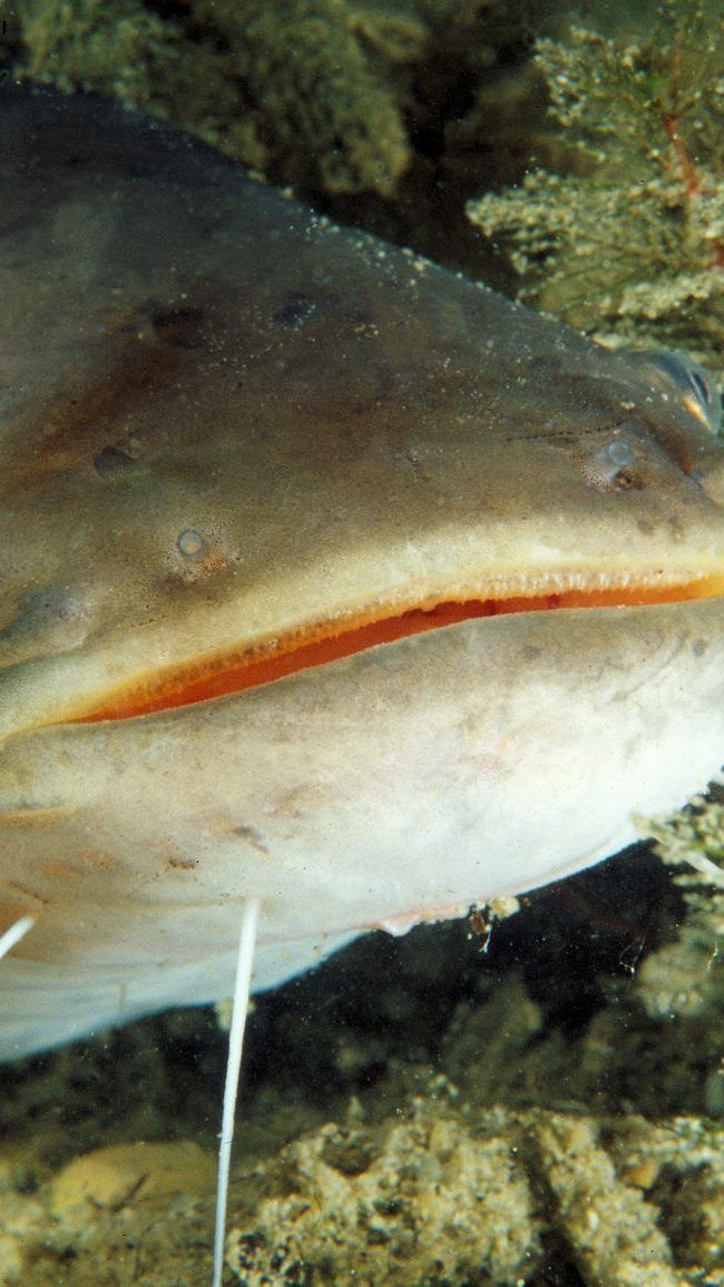 Der Wels war 2018 "Fisch des Jahres".