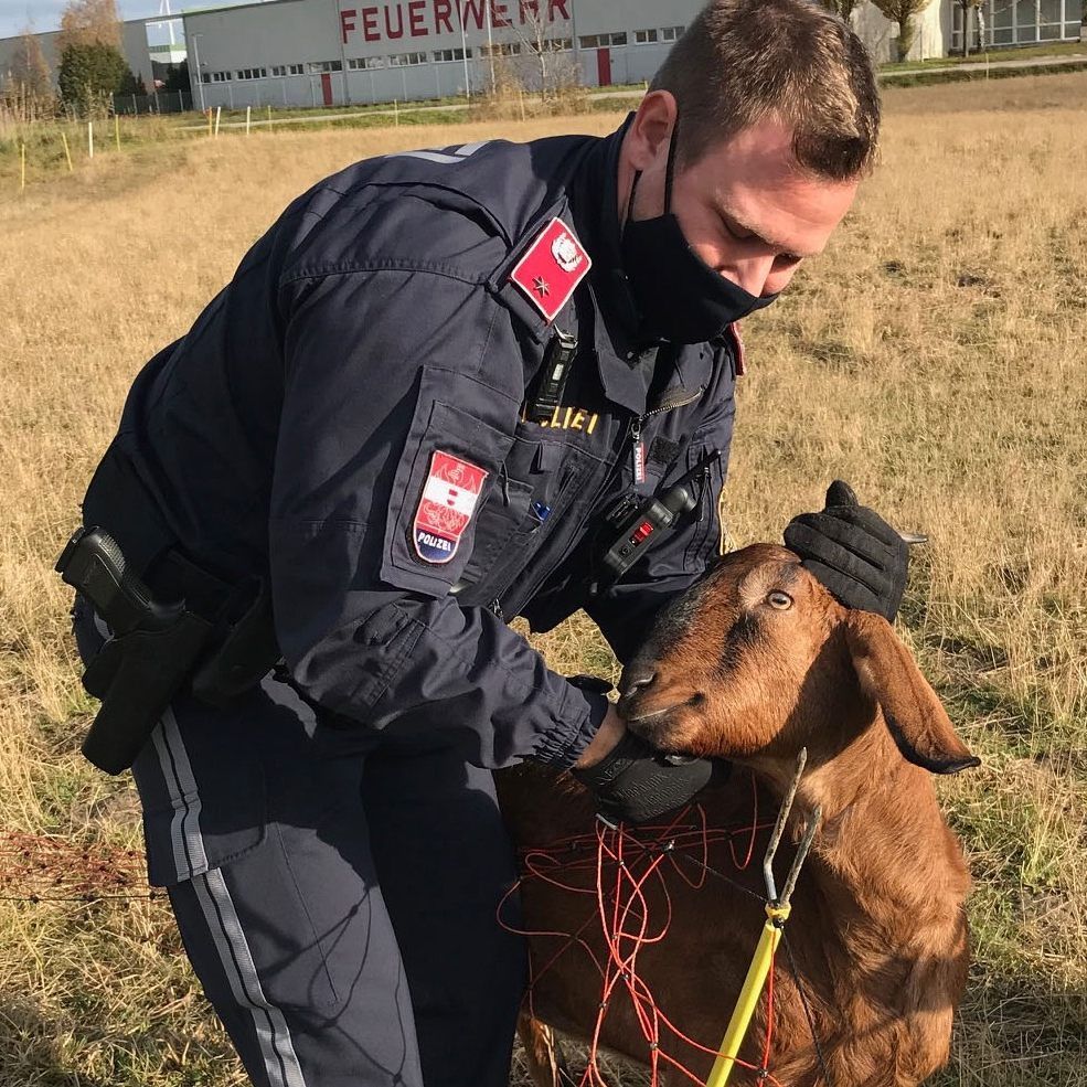Die Ziege namens ‚Lady‘ wurde von Polizisten aus misslicher Lage befreit