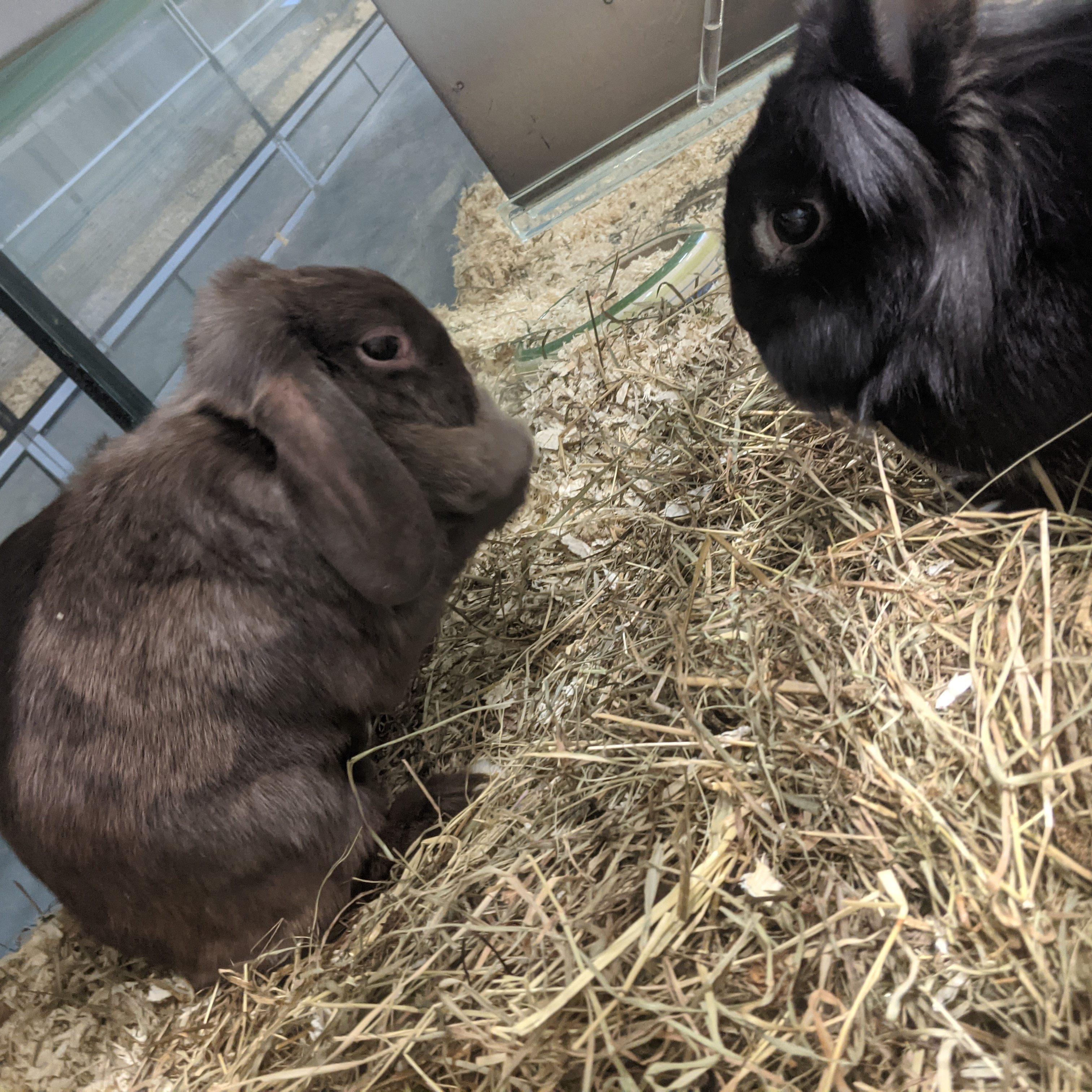 Die ausgesetzten Kaninchen werden nun bestens versorgt