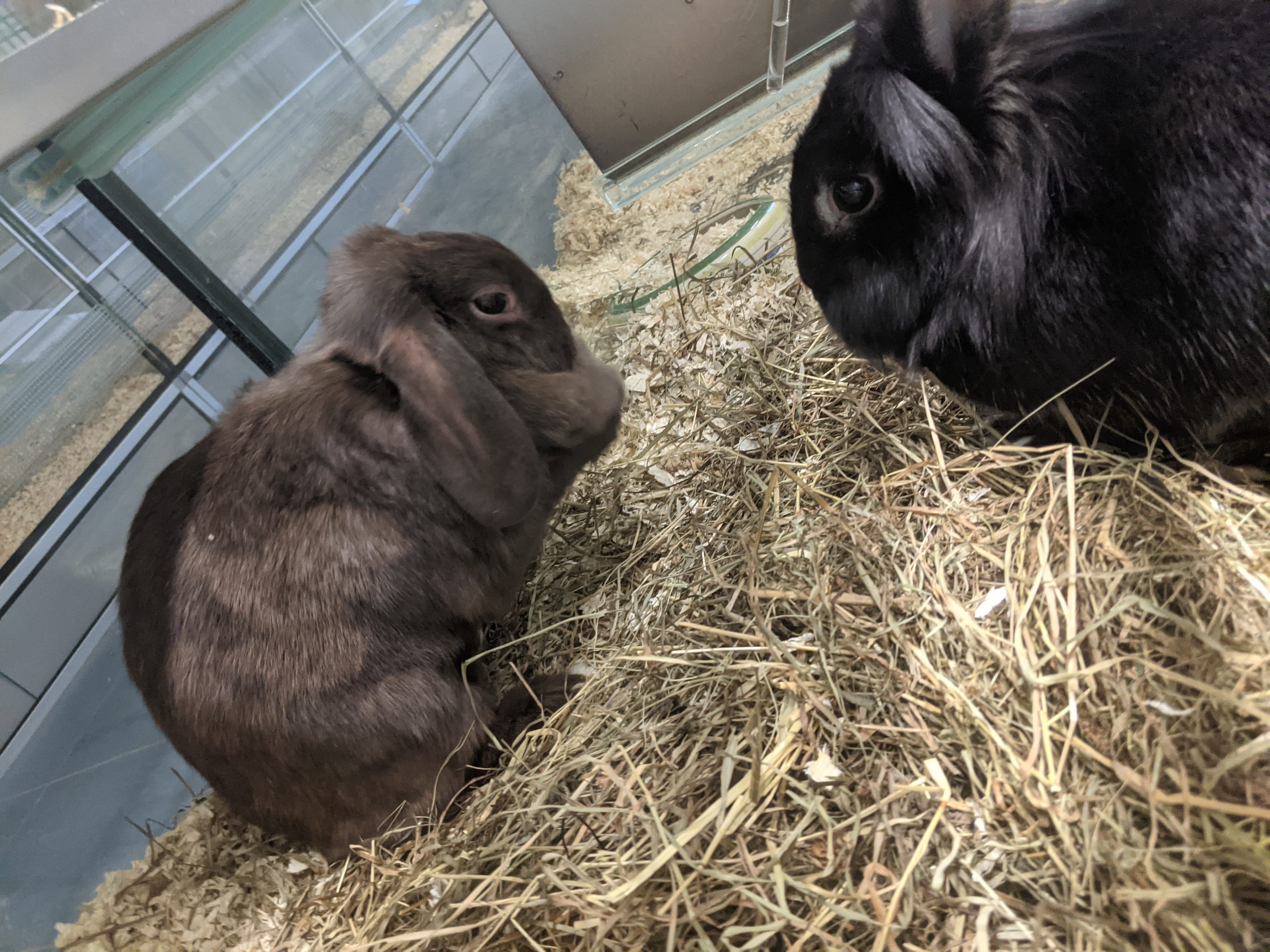 Die ausgesetzten Kaninchen werden nun bestens versorgt Die ausgesetzten Kaninchen werden nun bestens versorgt