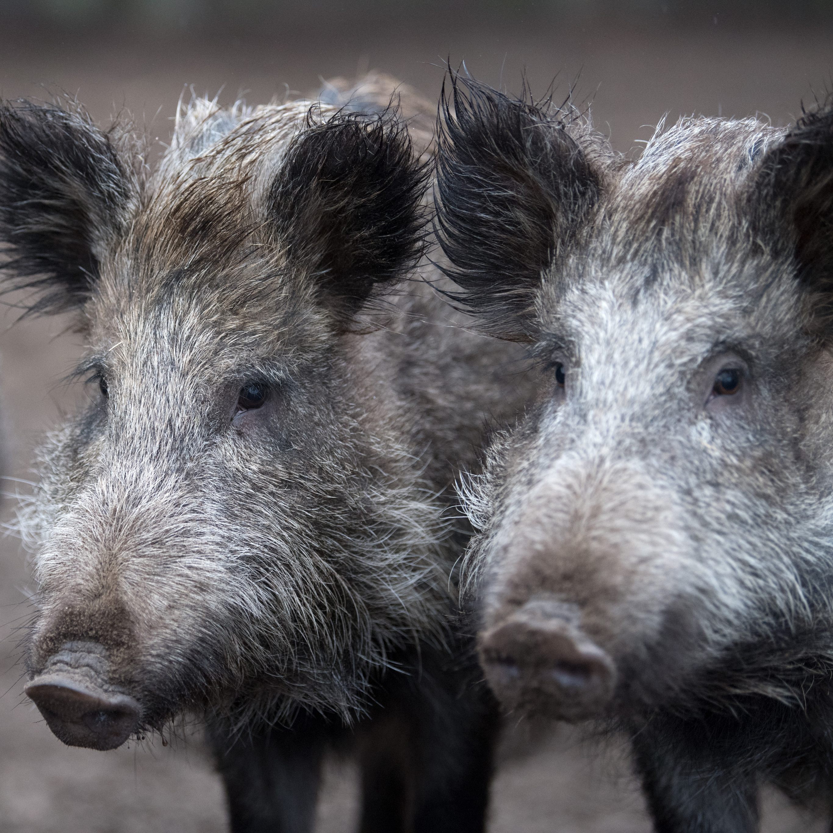 In Österreich hat es noch keinen nachgewiesenen Fall der Afrikanischen Schweinepest gegeben.