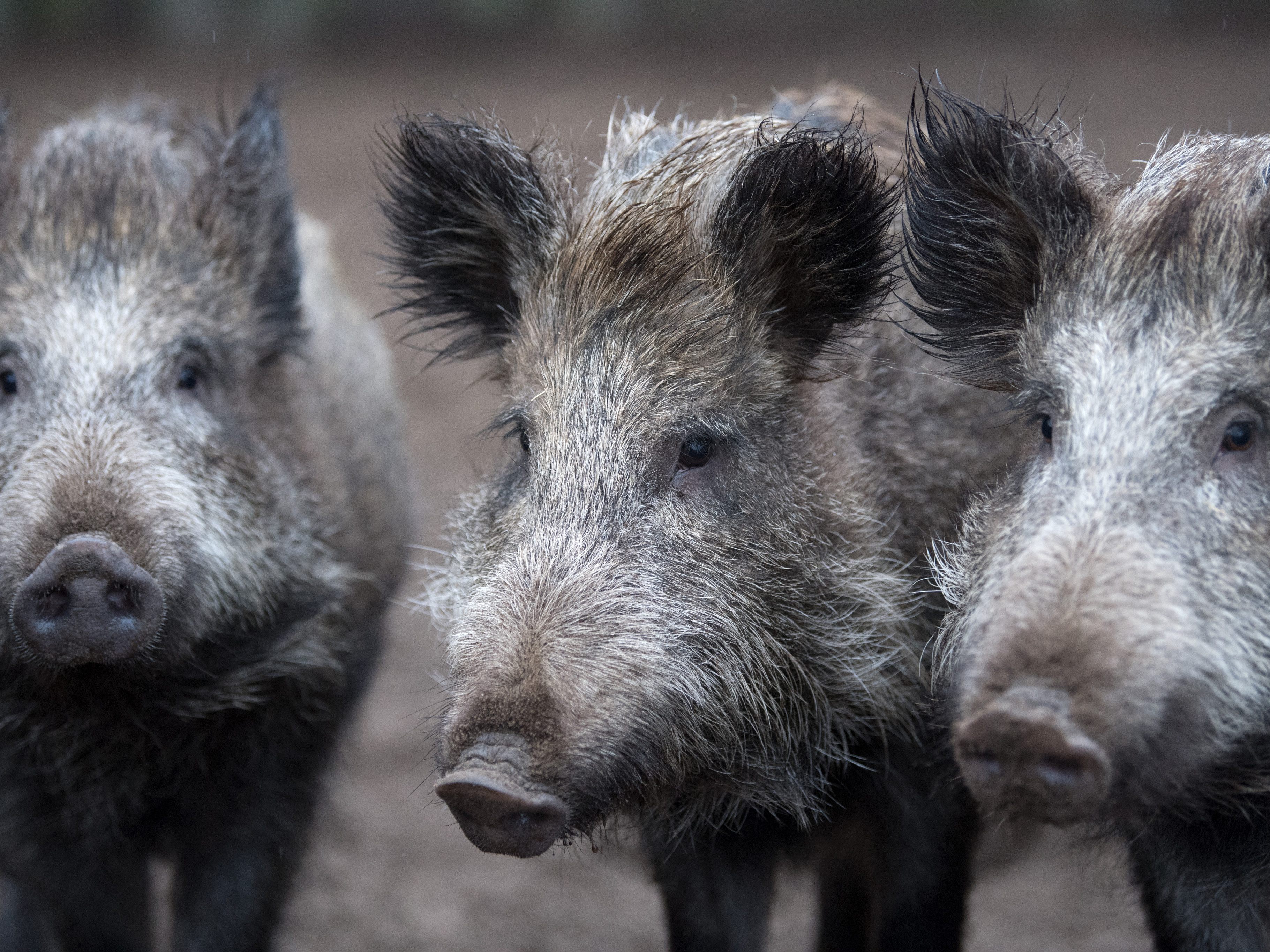 In Österreich hat es noch keinen nachgewiesenen Fall der Afrikanischen Schweinepest gegeben. In Österreich hat es noch keinen nachgewiesenen Fall der Afrikanischen Schweinepest gegeben.