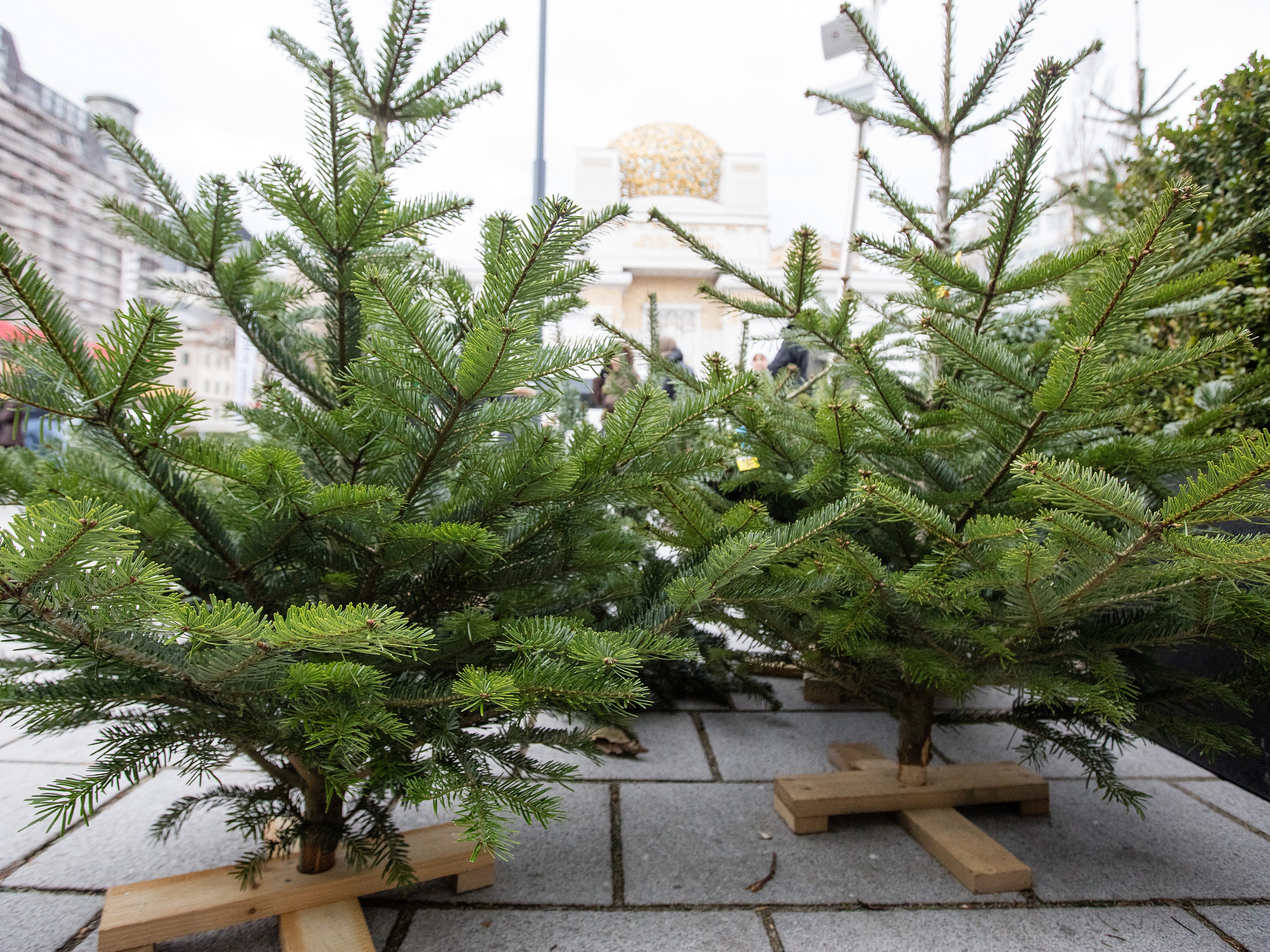In Wien startet am Samstag wieder der Christbaum-Verkauf.