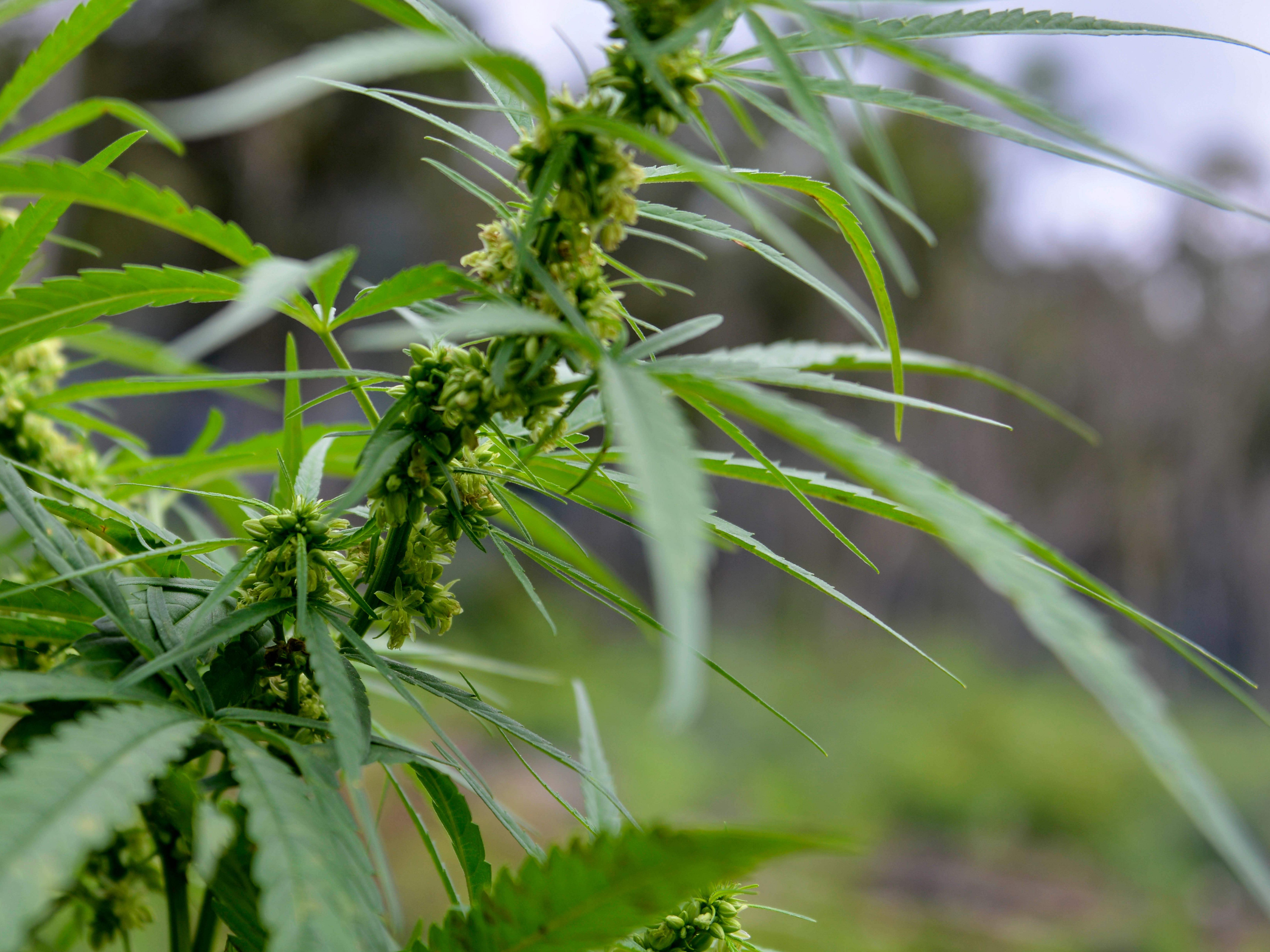Das Cannabiskraut wurde sichergestellt.