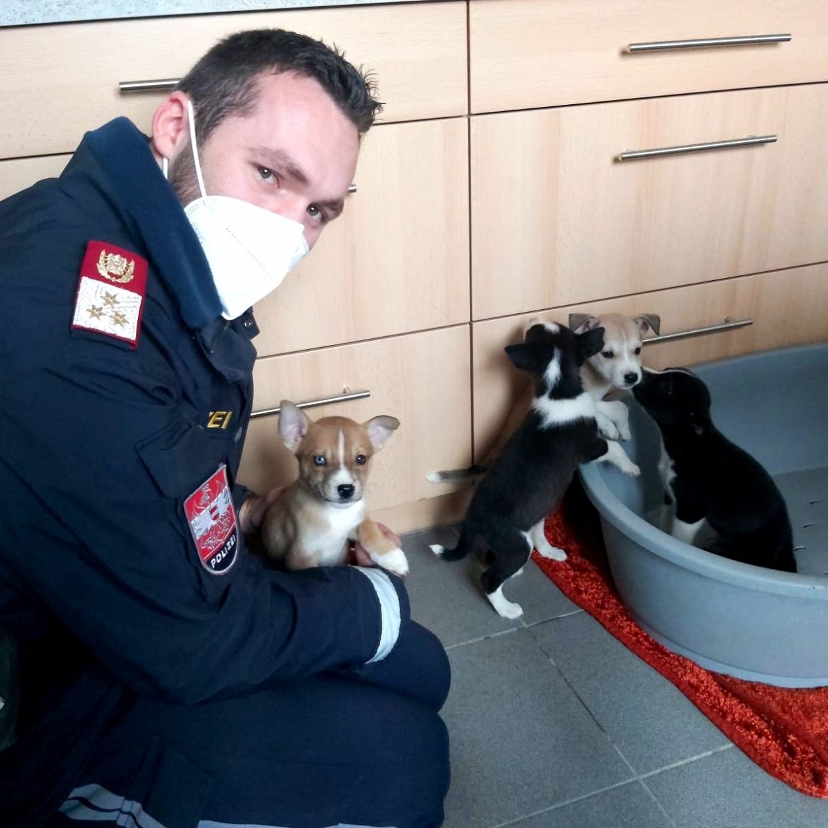 Die vier ausgesetzten Welpen landeten zunächst bei der Polizei