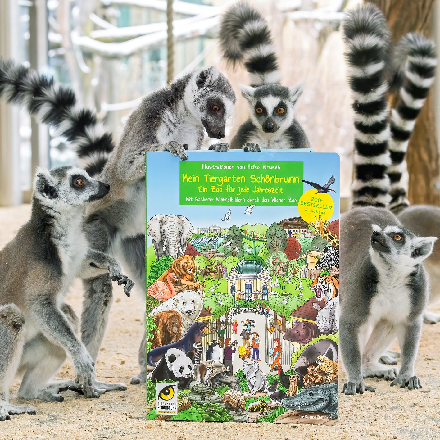 Die Kattas scharen sich um die jüngste Neuerscheinung aus dem Tiergarten Schönbrunn: ein neues Wimmelbuch