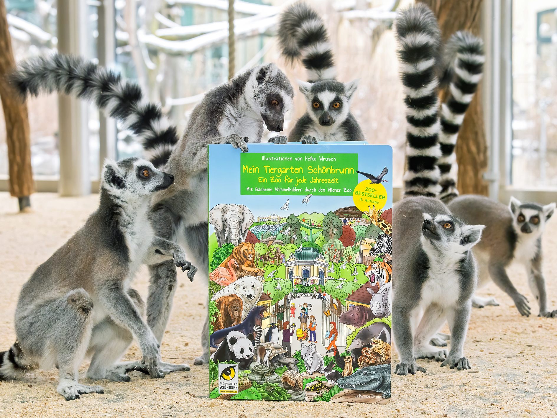 Die Kattas scharen sich um die jüngste Neuerscheinung aus dem Tiergarten Schönbrunn: ein neues Wimmelbuch Die Kattas scharen sich um die jüngste Neuerscheinung aus dem Tiergarten Schönbrunn: ein neues Wimmelbuch