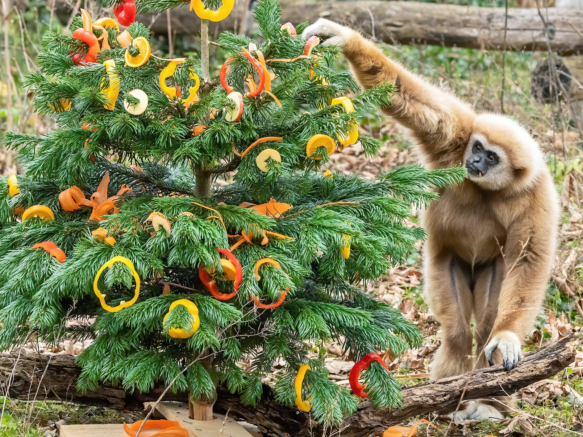 Der Tiergarten Schönbrunn bleibt über Weihnachten geschlossen.