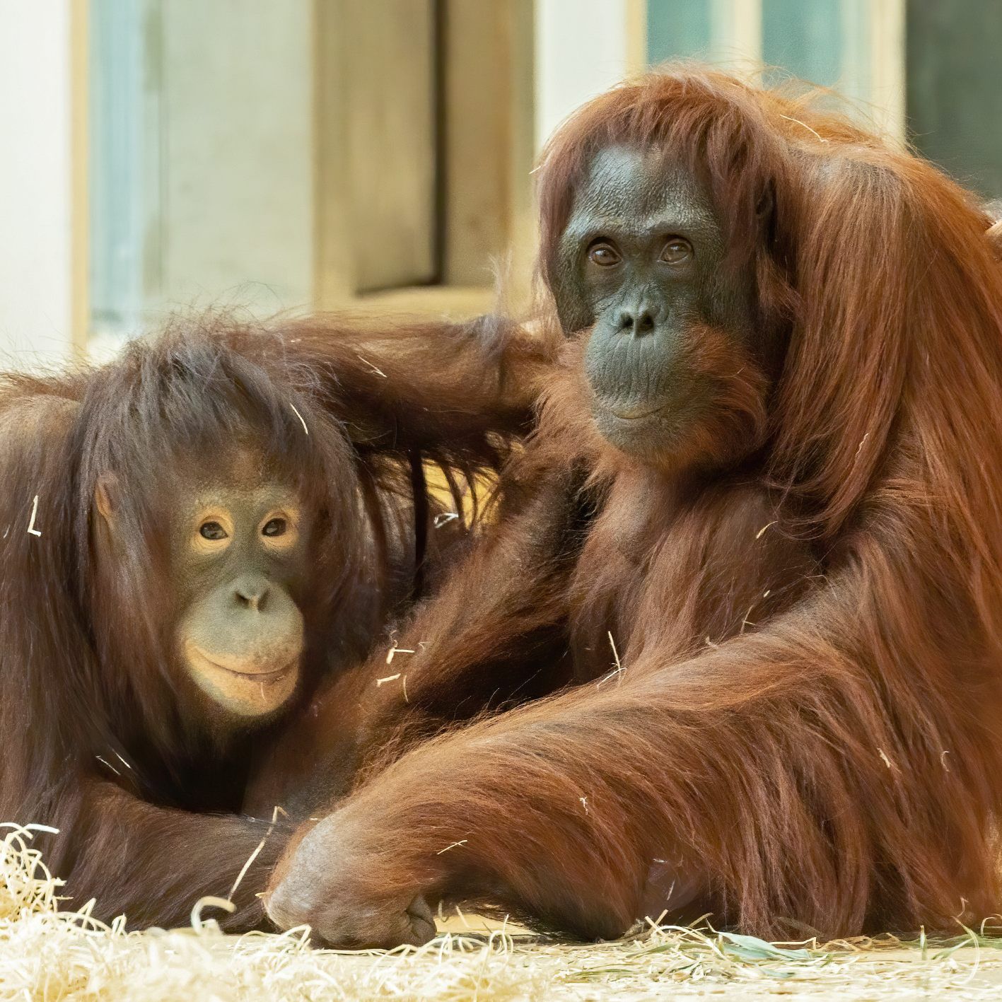 Neuzugang Surya (l.) und Orang-Utan-Dame Mota sind ein Herz und eine Seele