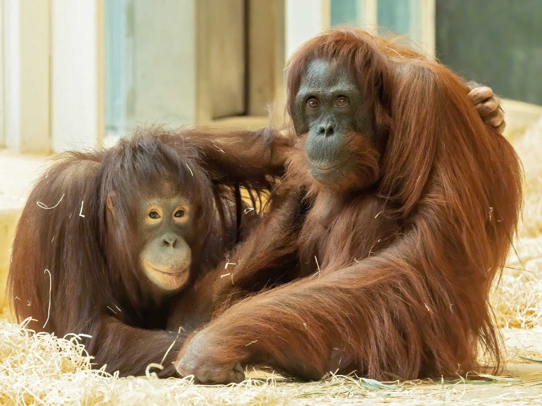 Neuzugang Surya (l.) und Orang-Utan-Dame Mota sind ein Herz und eine Seele Neuzugang Surya (l.) und Orang-Utan-Dame Mota sind ein Herz und eine Seele