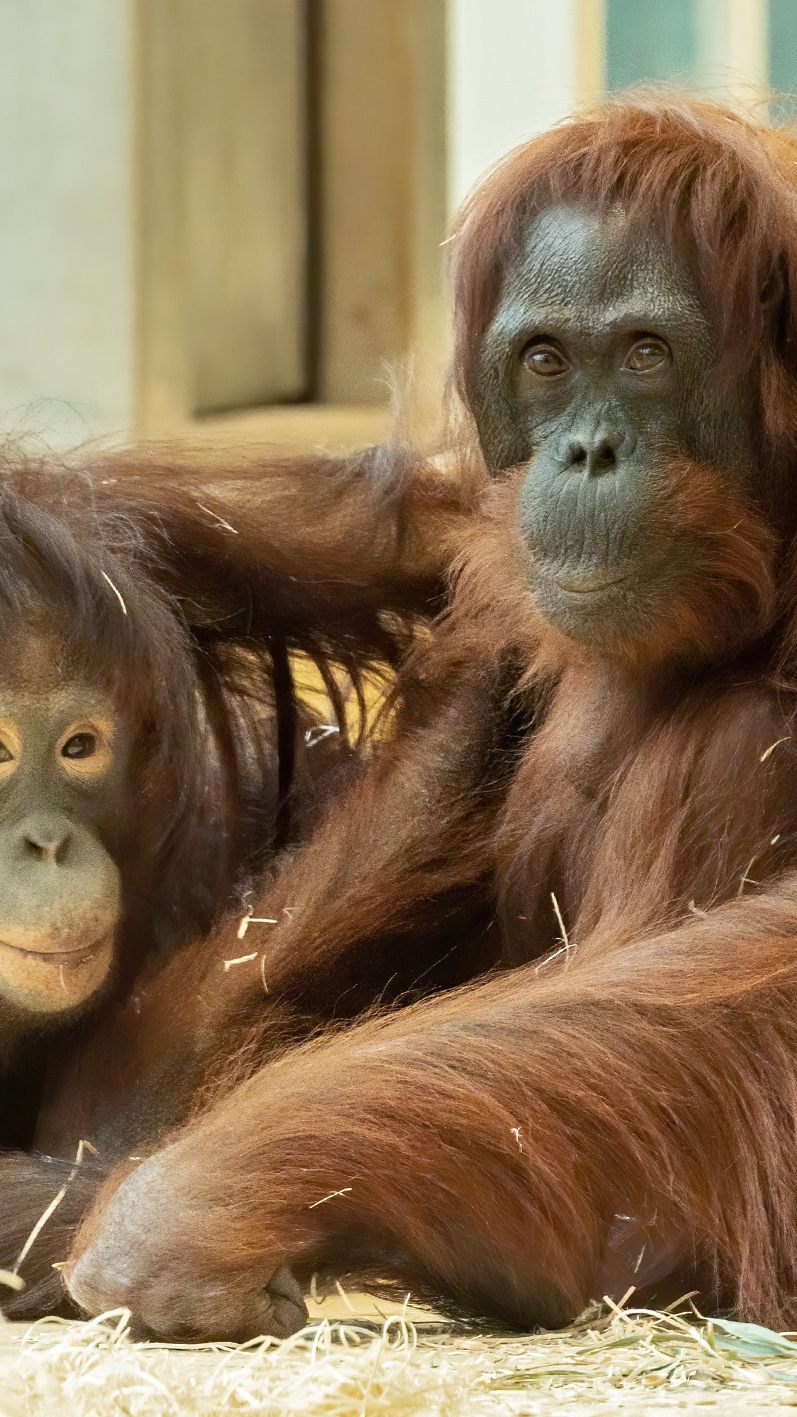 Neuzugang Surya (l.) und Orang-Utan-Dame Mota sind ein Herz und eine Seele