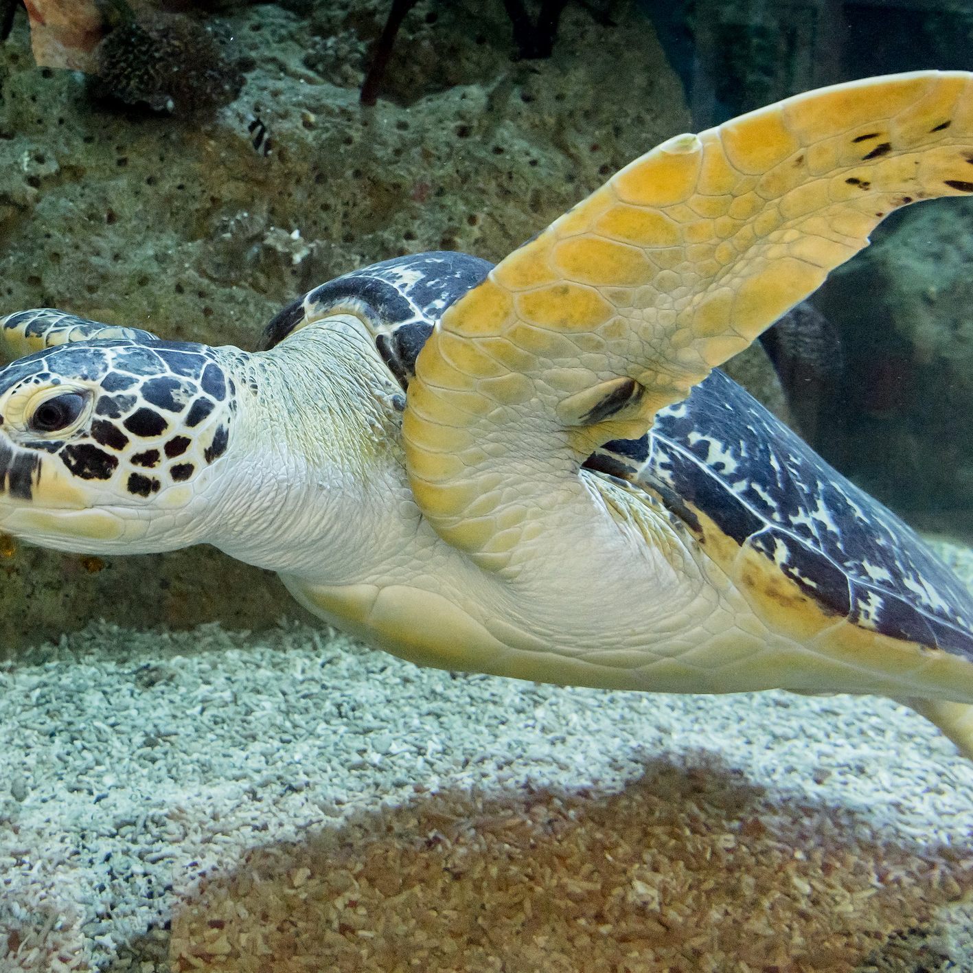 Puppi und Co. besuchen: Am 24. und 25. Dezember will das Haus des Meeres zwischenzeitlich seine Pforten öffnen