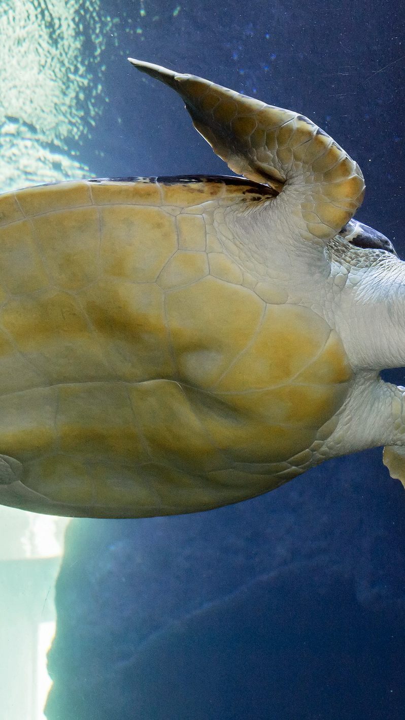 Besucherliebling Puppi und ihre Mitbewohner im Haus des Meeres sind auf Unterstützung angewiesen