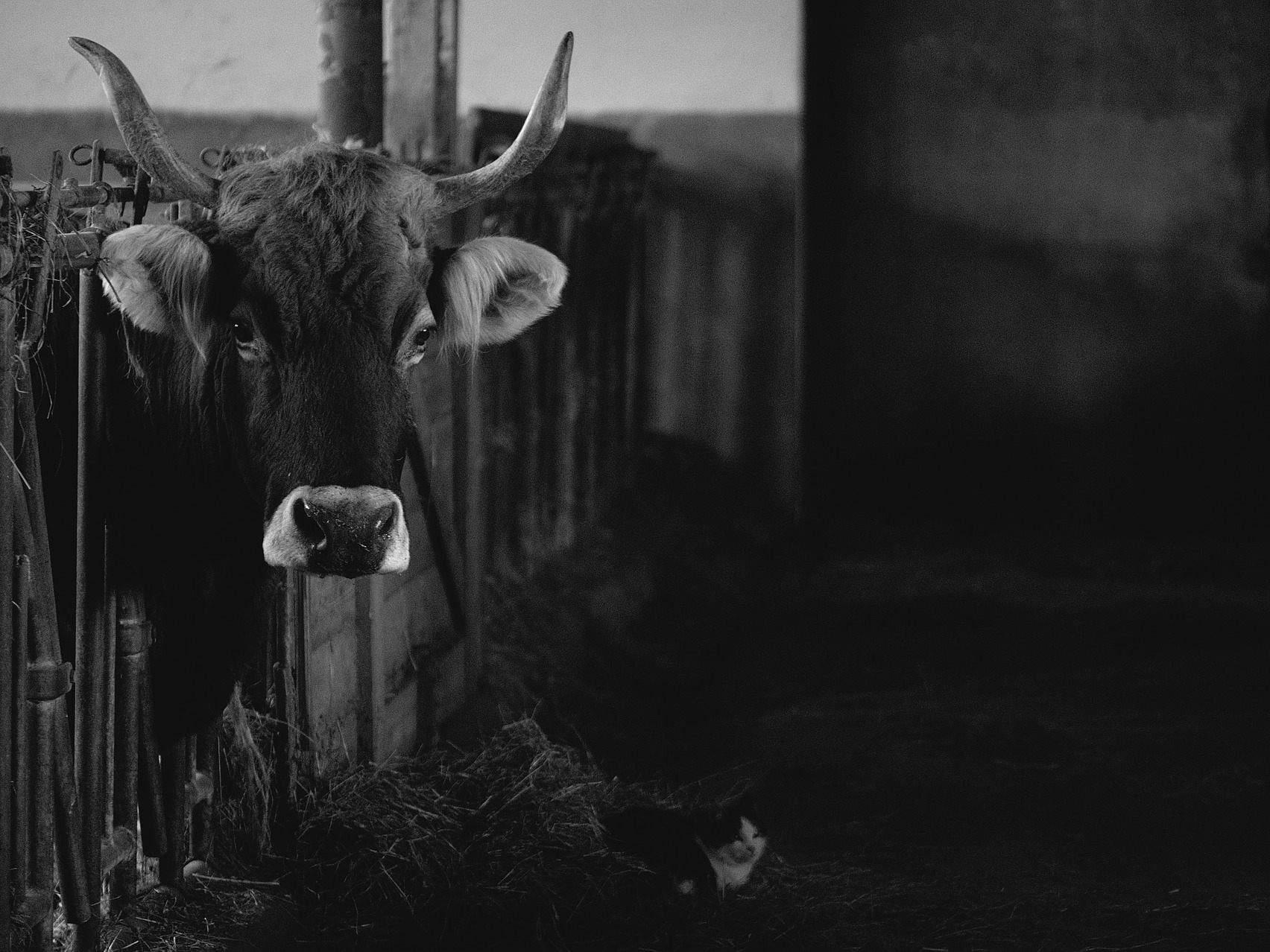13 Rinder sind in Niederösterreich qualvoll verendet - eine Kuh wurde lebendig gerettet. 13 Rinder sind in Niederösterreich qualvoll verendet - eine Kuh wurde lebendig gerettet.