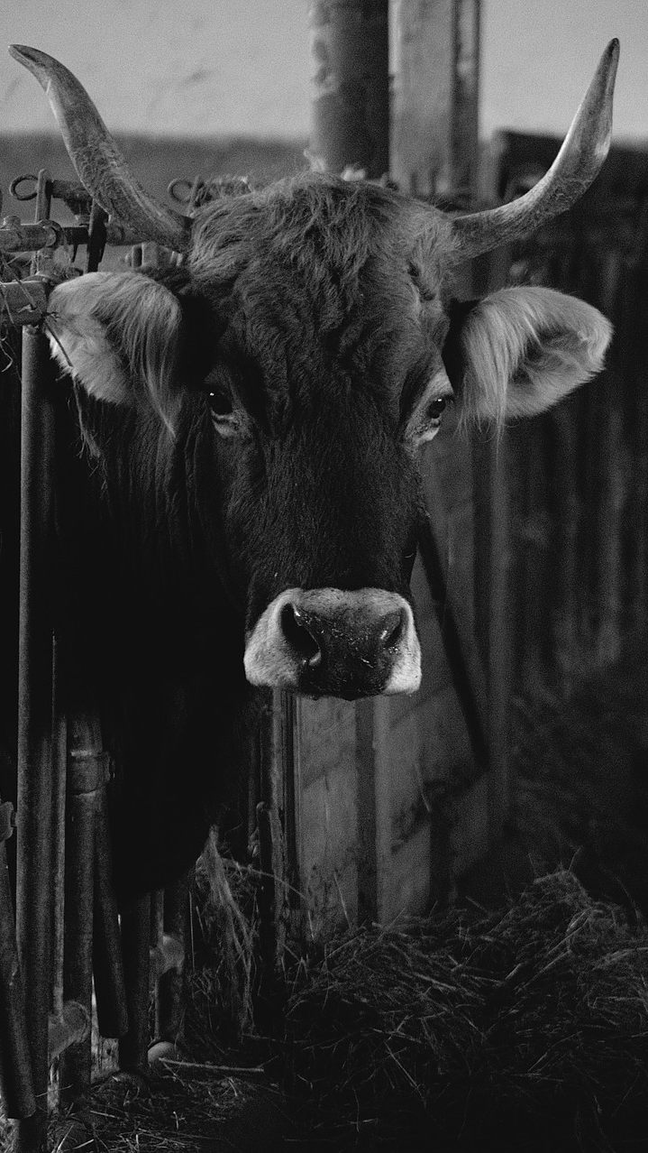 13 Rinder sind in Niederösterreich qualvoll verendet - eine Kuh wurde lebendig gerettet.