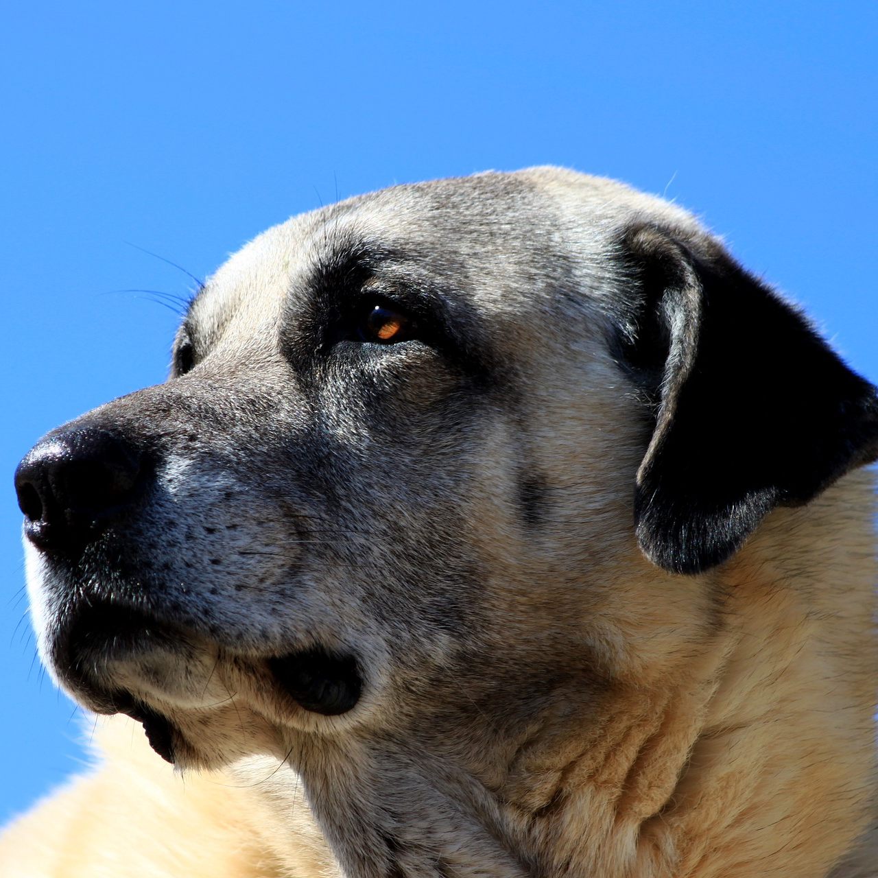 Bei dem einjährigen Vierbeiner namens "Ates" handelt es sich um einen Kangal-Rüden - einen riesigen Hirtenhund, der bis zu 65 Kilogramm schwer werden kann.