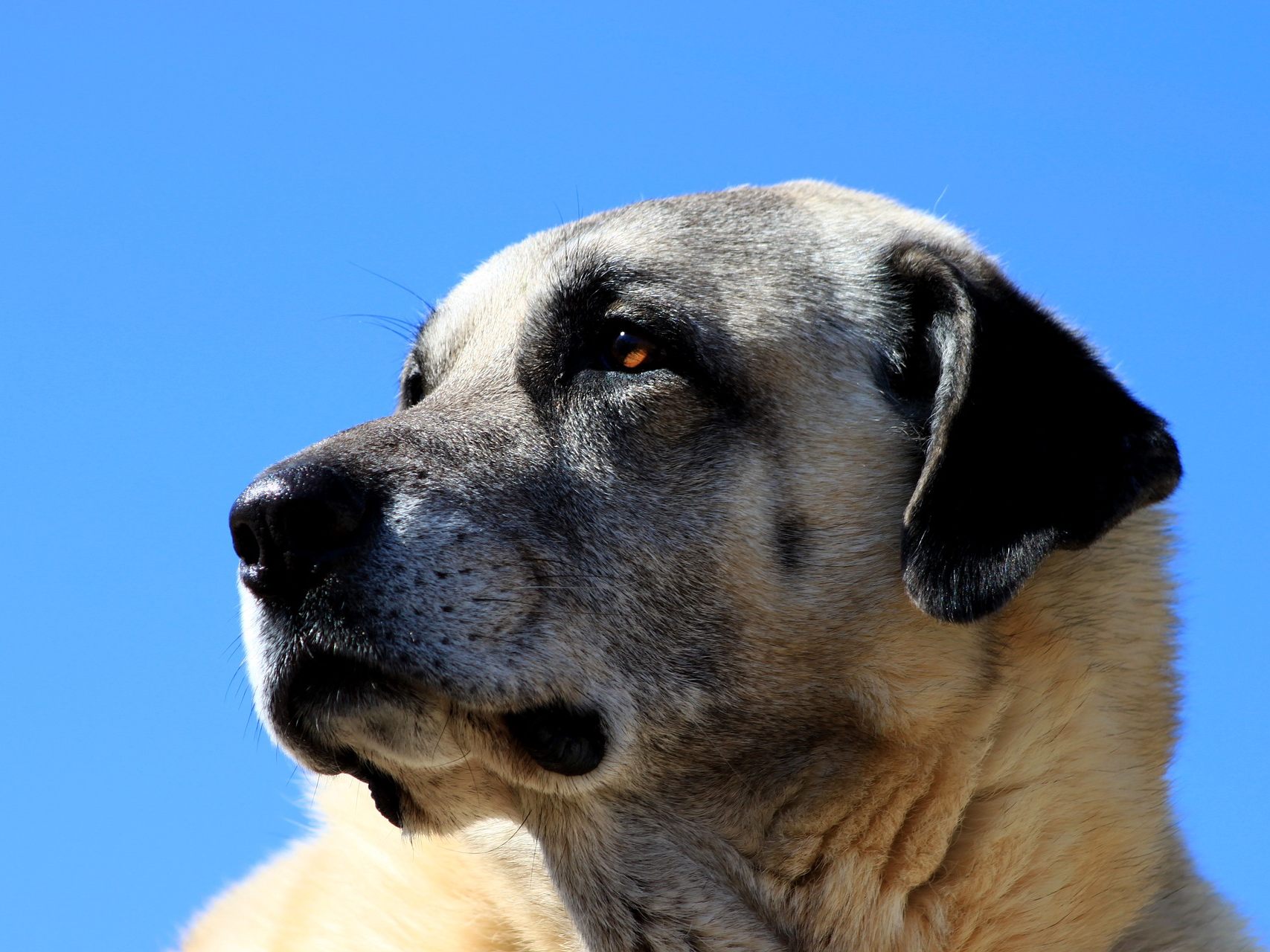 Bei dem einjährigen Vierbeiner namens "Ates" handelt es sich um einen Kangal-Rüden - einen riesigen Hirtenhund, der bis zu 65 Kilogramm schwer werden kann. Bei dem einjährigen Vierbeiner namens "Ates" handelt es sich um einen Kangal-Rüden - einen riesigen Hirtenhund, der bis zu 65 Kilogramm schwer werden kann.