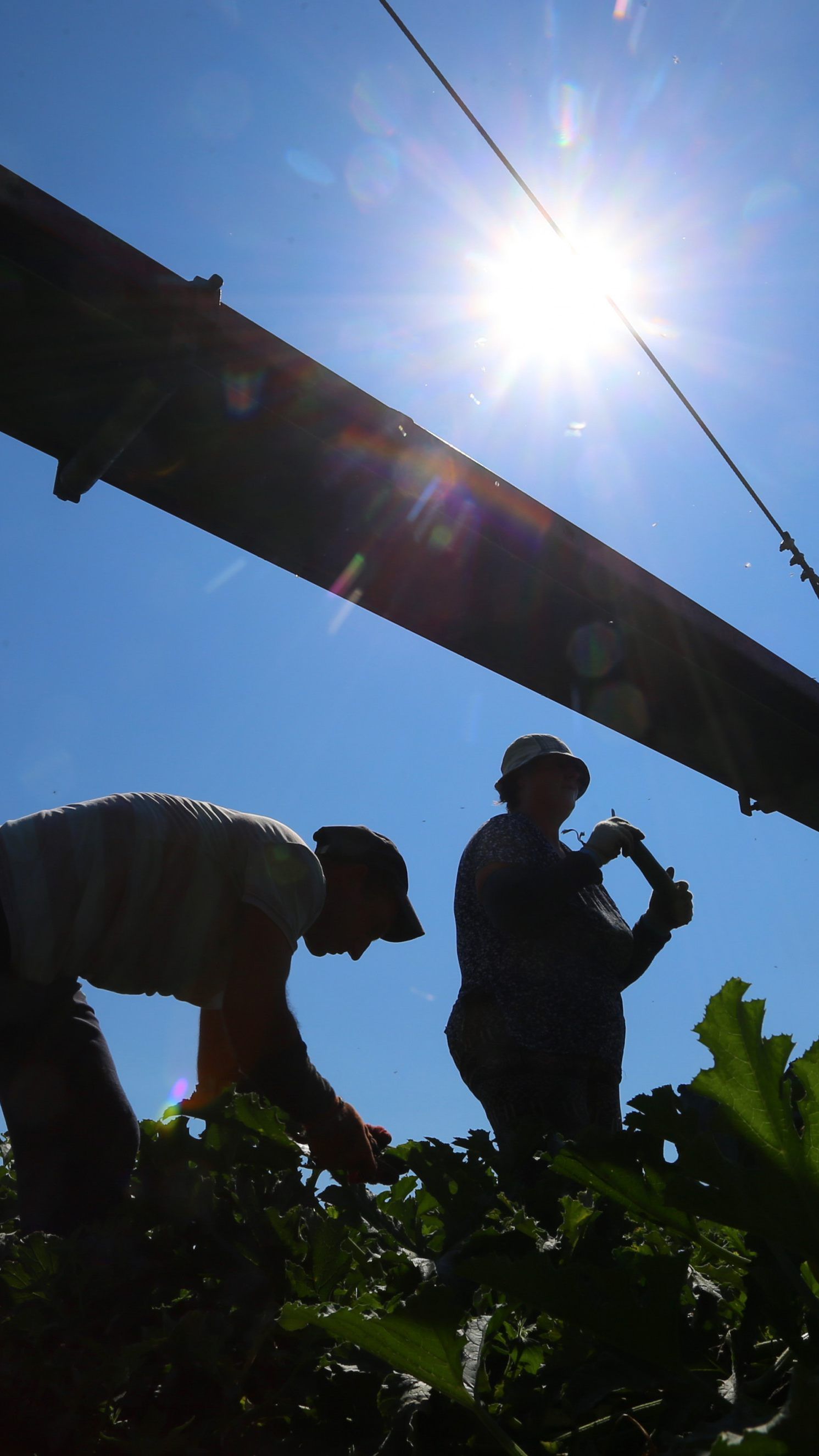 119 Erntehelfer können kurzfristig aufgenommen werden.