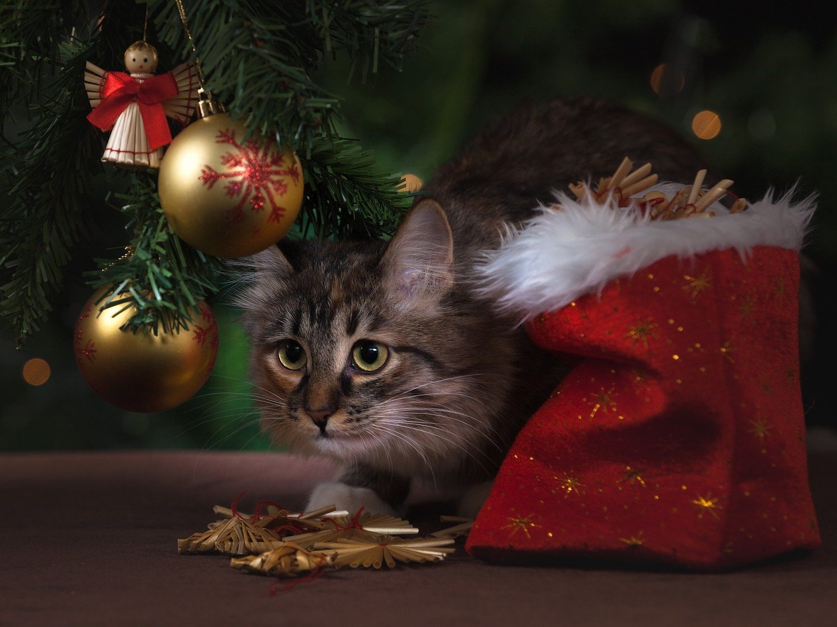 Ein Tier ist kein Spielzeug und gehört nicht unter den Christbaum, so der Appell von VIER PFOTEN Ein Tier ist kein Spielzeug und gehört nicht unter den Christbaum, so der Appell von VIER PFOTEN