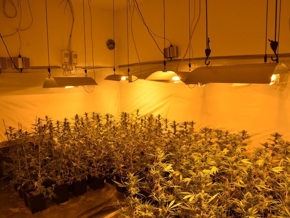Die 222 Cannabis-Pflanzen wurden von der Polizei sichergestellt.