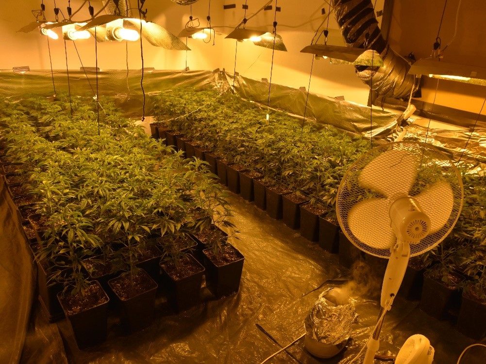 Über 160 Pflanzen wurden in der Wohnung sichergestellt. Über 160 Pflanzen wurden in der Wohnung sichergestellt.