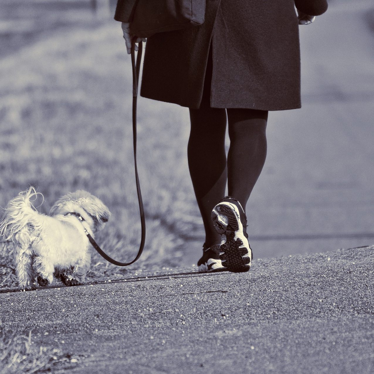 Hund und Frauchen wurden bei dem Unfall in Wien-Brigittenau verletzt.