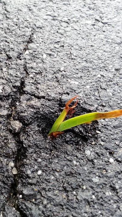 Es wird ein klarer Fahrplan zur Klimaneutralität gefordert.