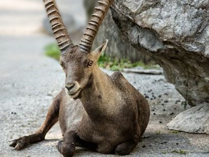 Steinbock