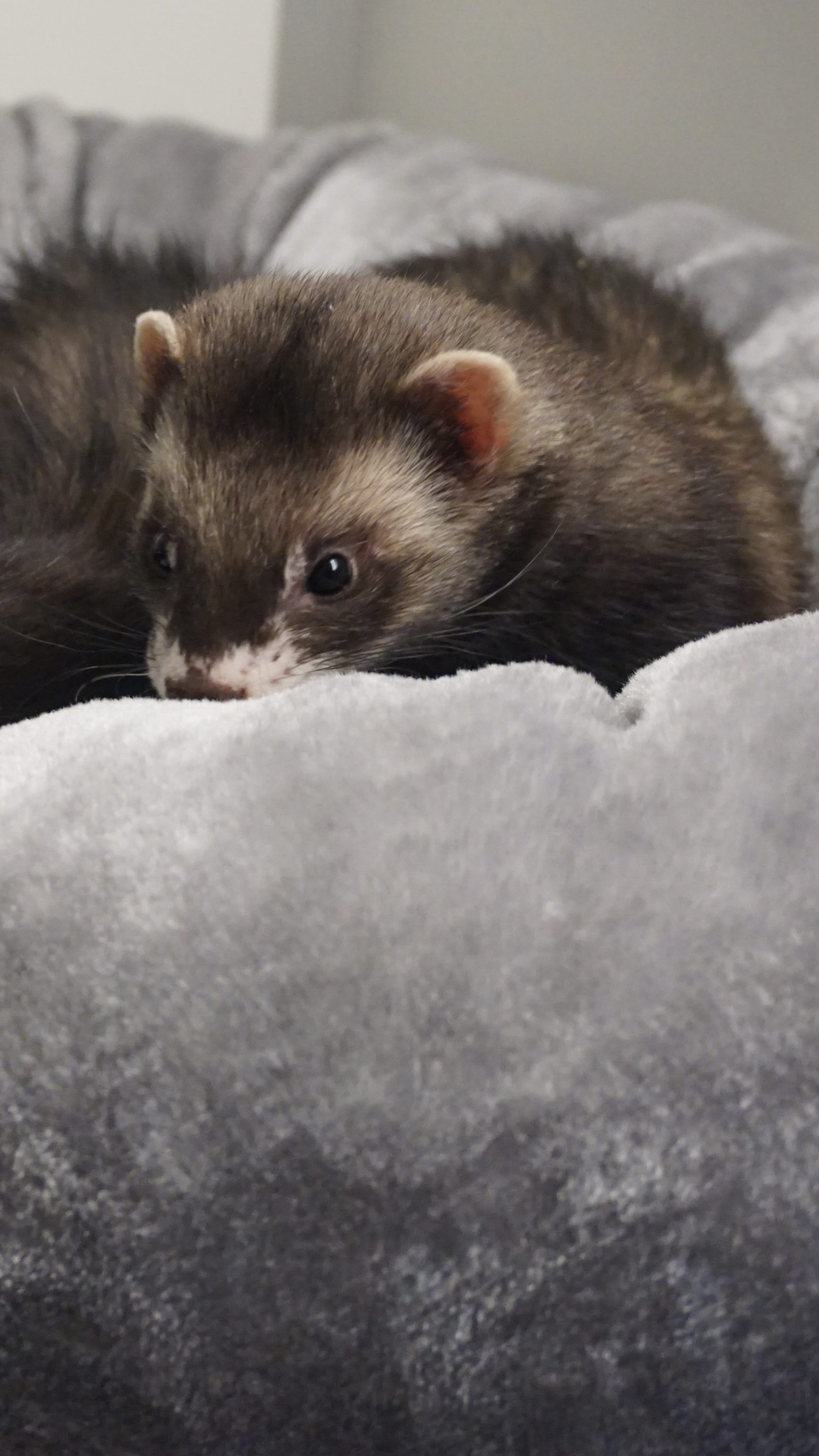 Die zwei Frettchen wurden in einer Transportbox neben einem Müllcontainer ausgesetzt.