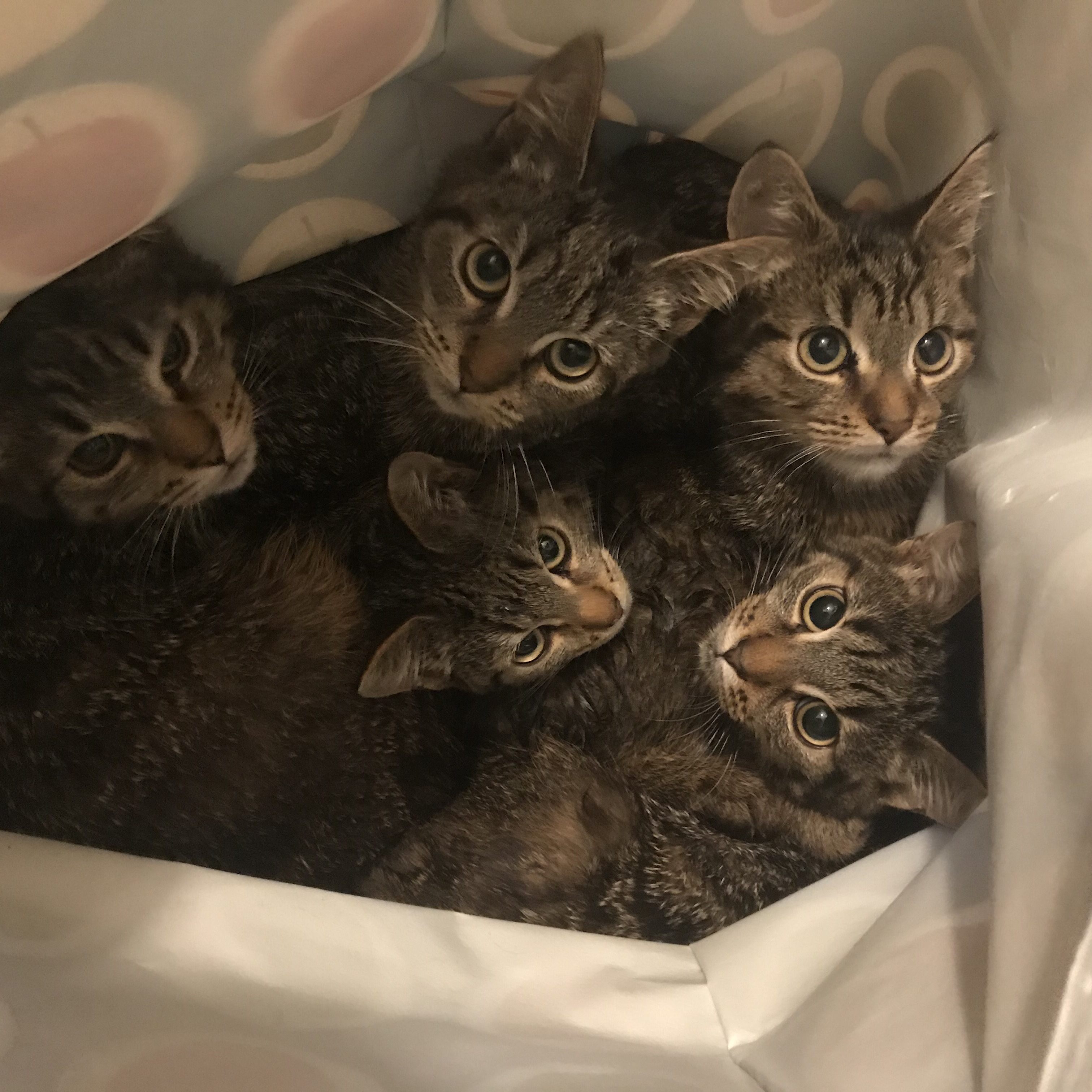 Diese fünf kleinen Katzen wurden in einem Plastiksack ausgesetzt - für Hinweise zum Täter winkt nun eine Belohnung