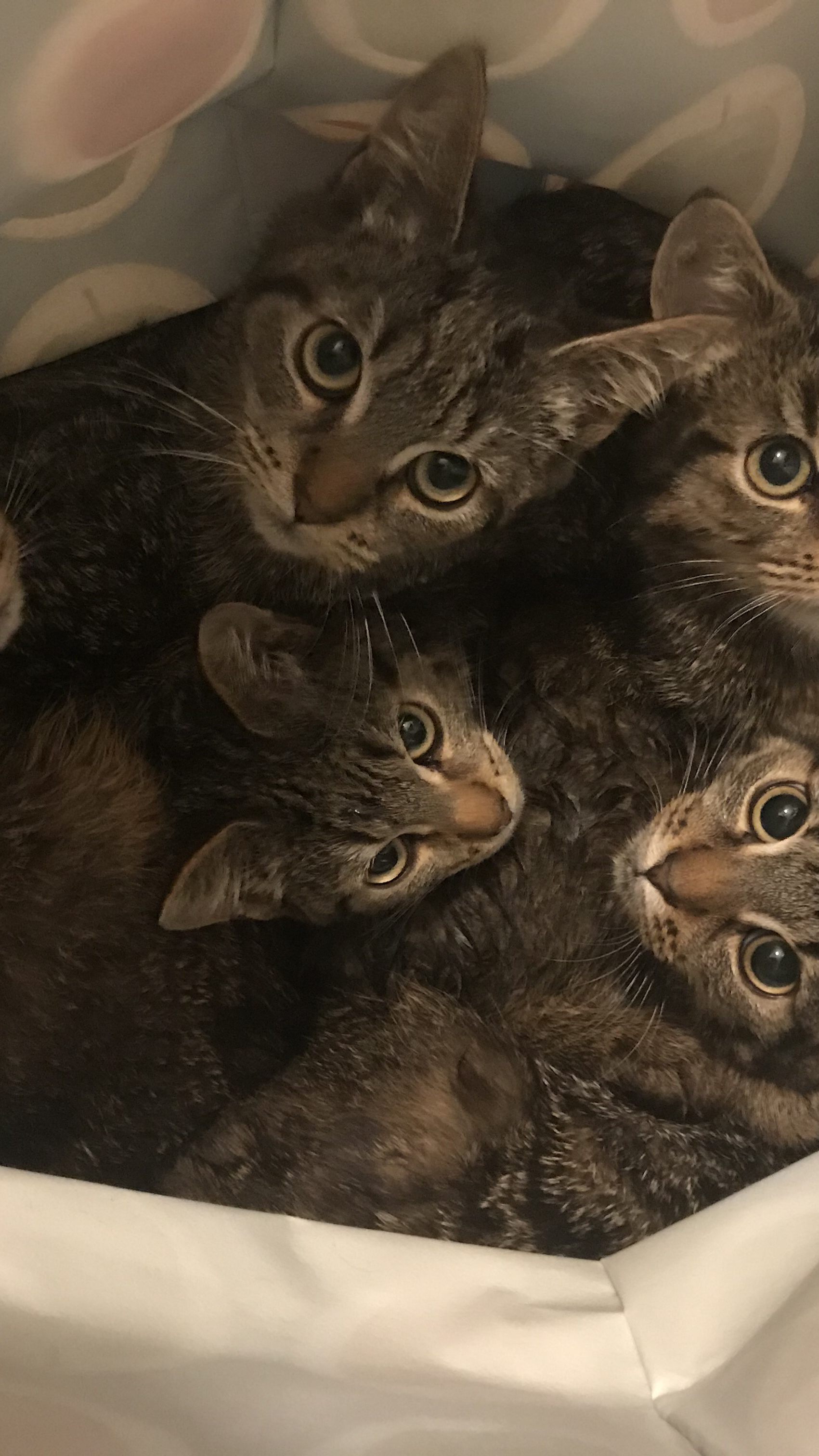 Diese fünf kleinen Katzen wurden in einem Plastiksack ausgesetzt und einfach sich selbst überlassen