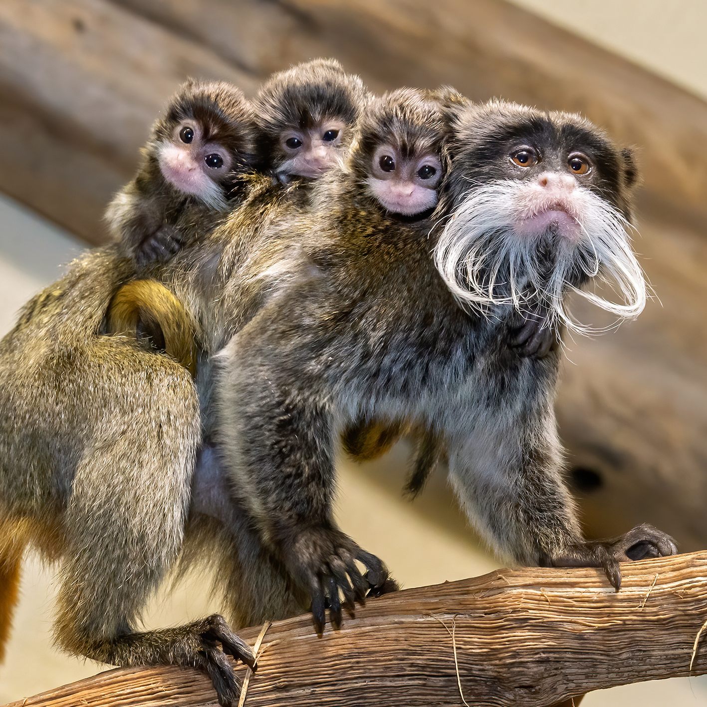 Bei der Affenart ist die Jungenaufzucht Sache der Männchen.