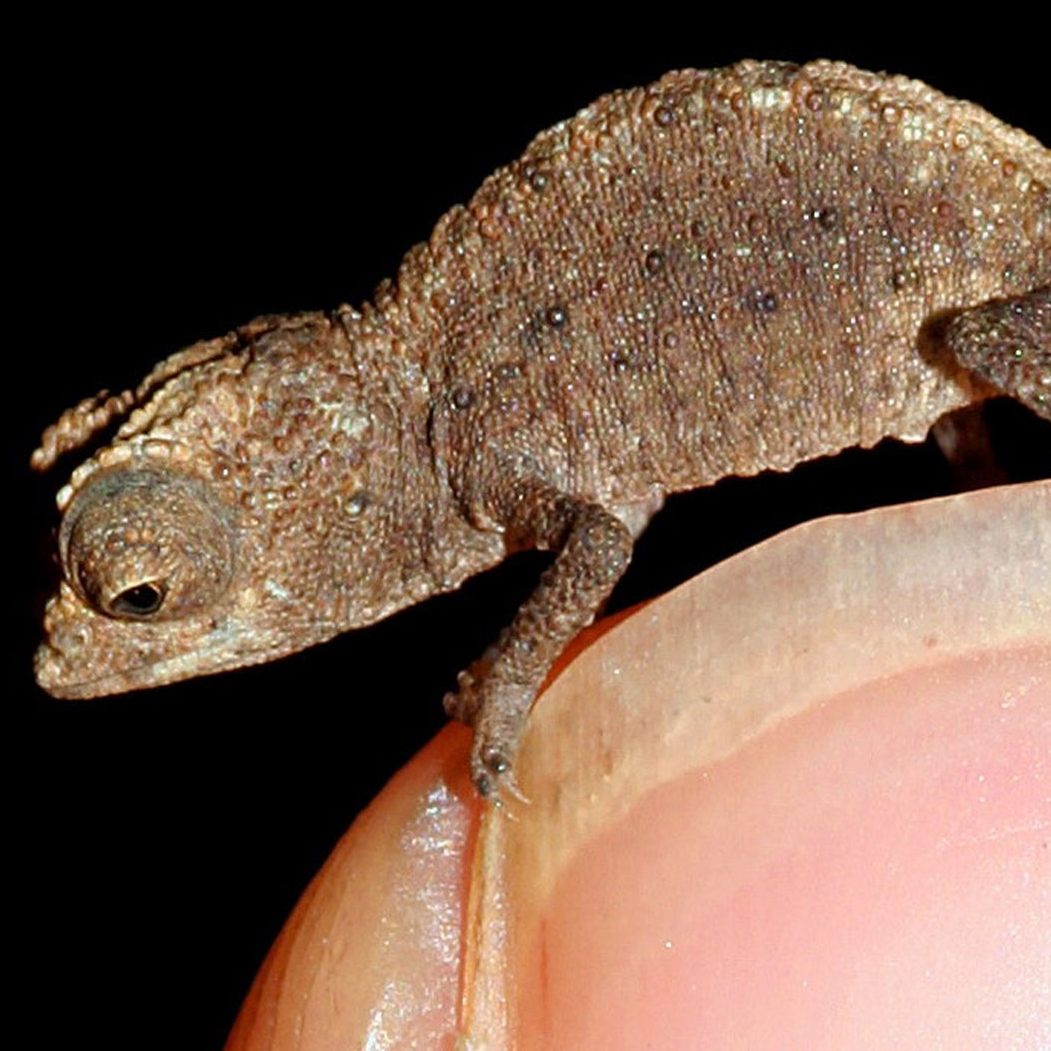 Das männliche Mini-Männchen habe eine Körperlänge von nur 13,5 Millimetern. (Symbolbild)