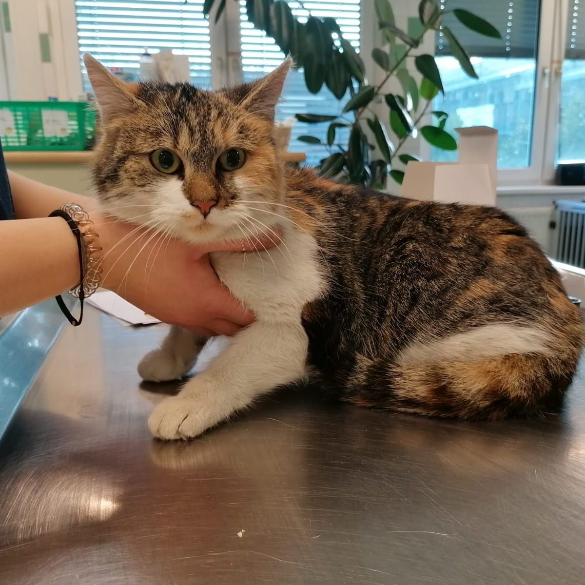 Katze Flora hatte ihr Quartier in einem Möbelhaus in Vösendorf aufgeschlagen