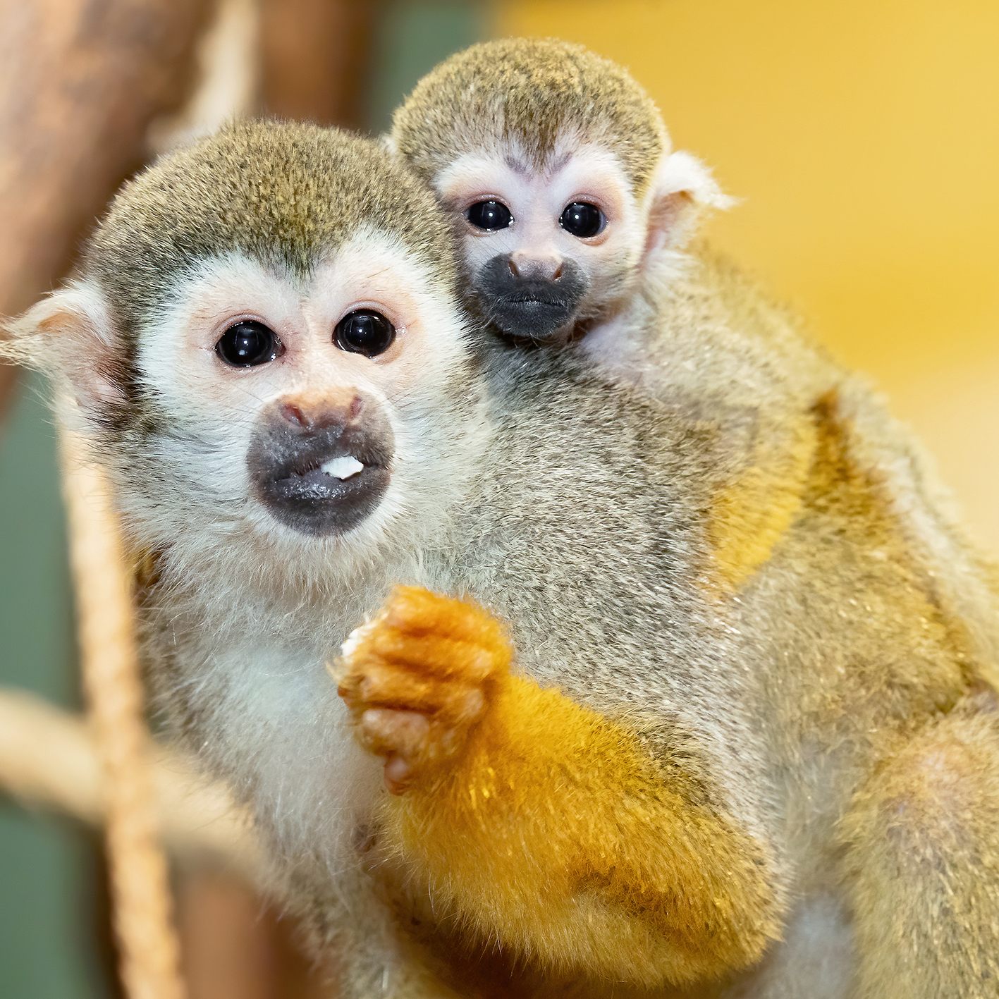 Das am 3. Jänner geborene Totenkopfaffen-Jungtier mit seiner Mutter