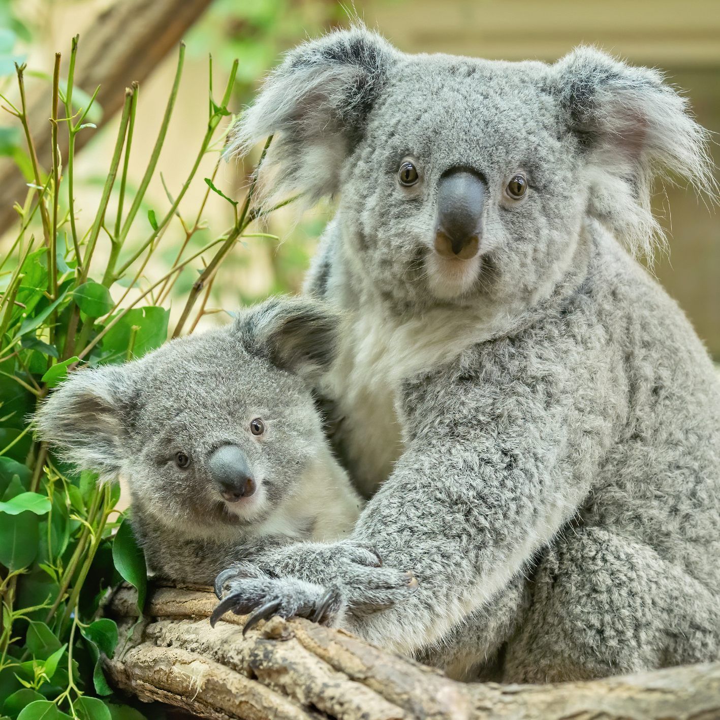 Koala-Idyll im Tiergarten Schönbrunn: Die kleine Millaa Millaa und ihre Mama Bunji