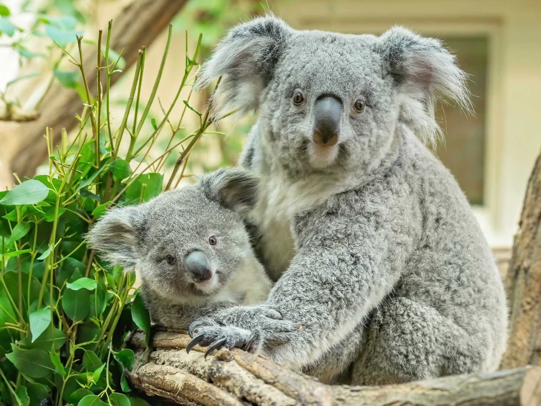 Koala-Idyll im Tiergarten Schönbrunn: Die kleine Millaa Millaa und ihre Mama Bunji Koala-Idyll im Tiergarten Schönbrunn: Die kleine Millaa Millaa und ihre Mama Bunji