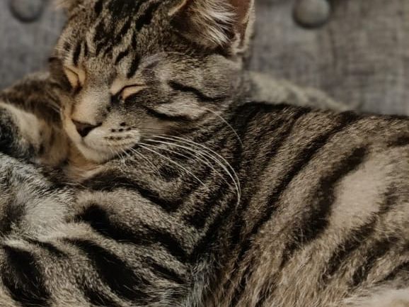Kater Momo Götzis